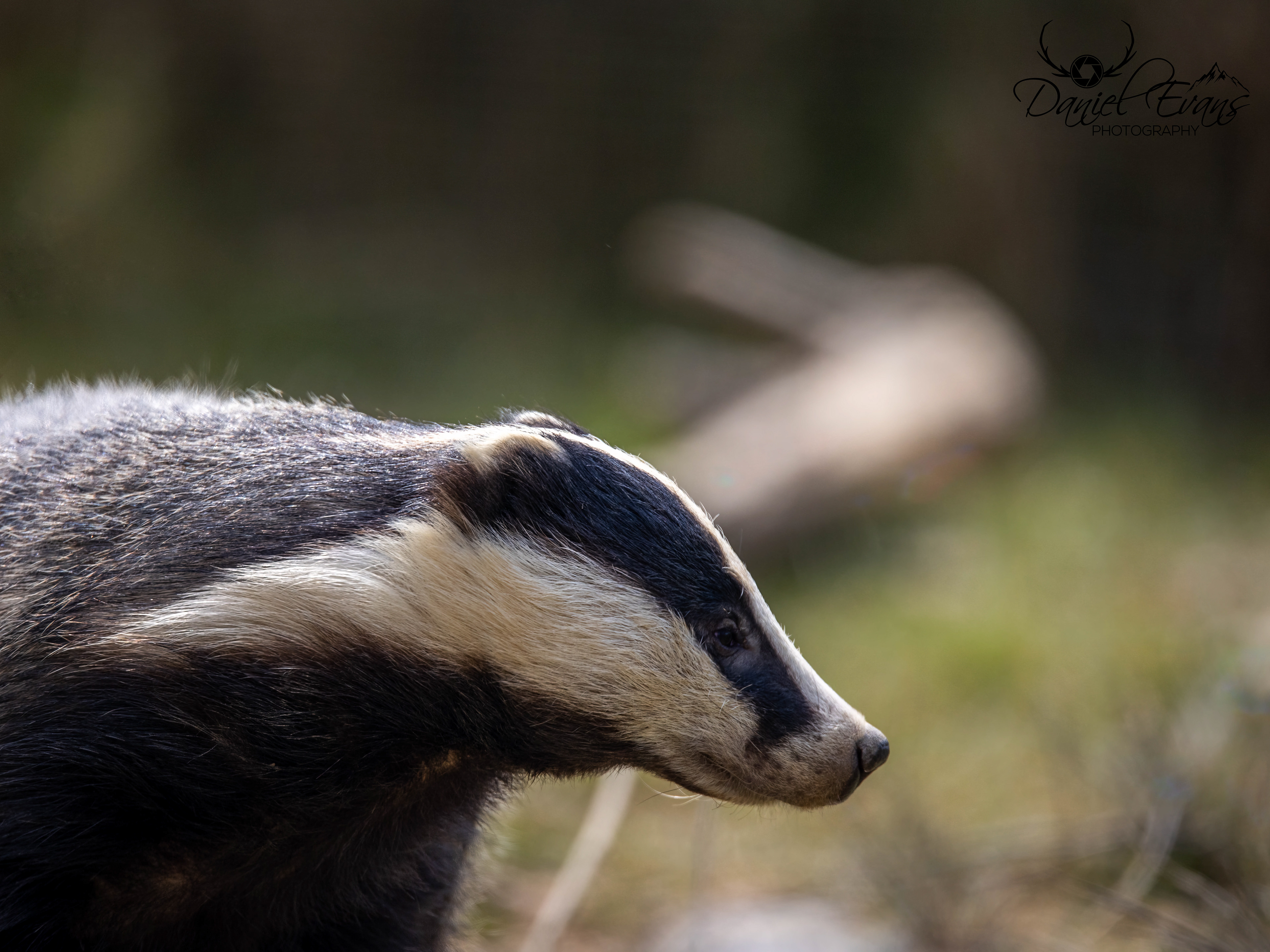 Badger