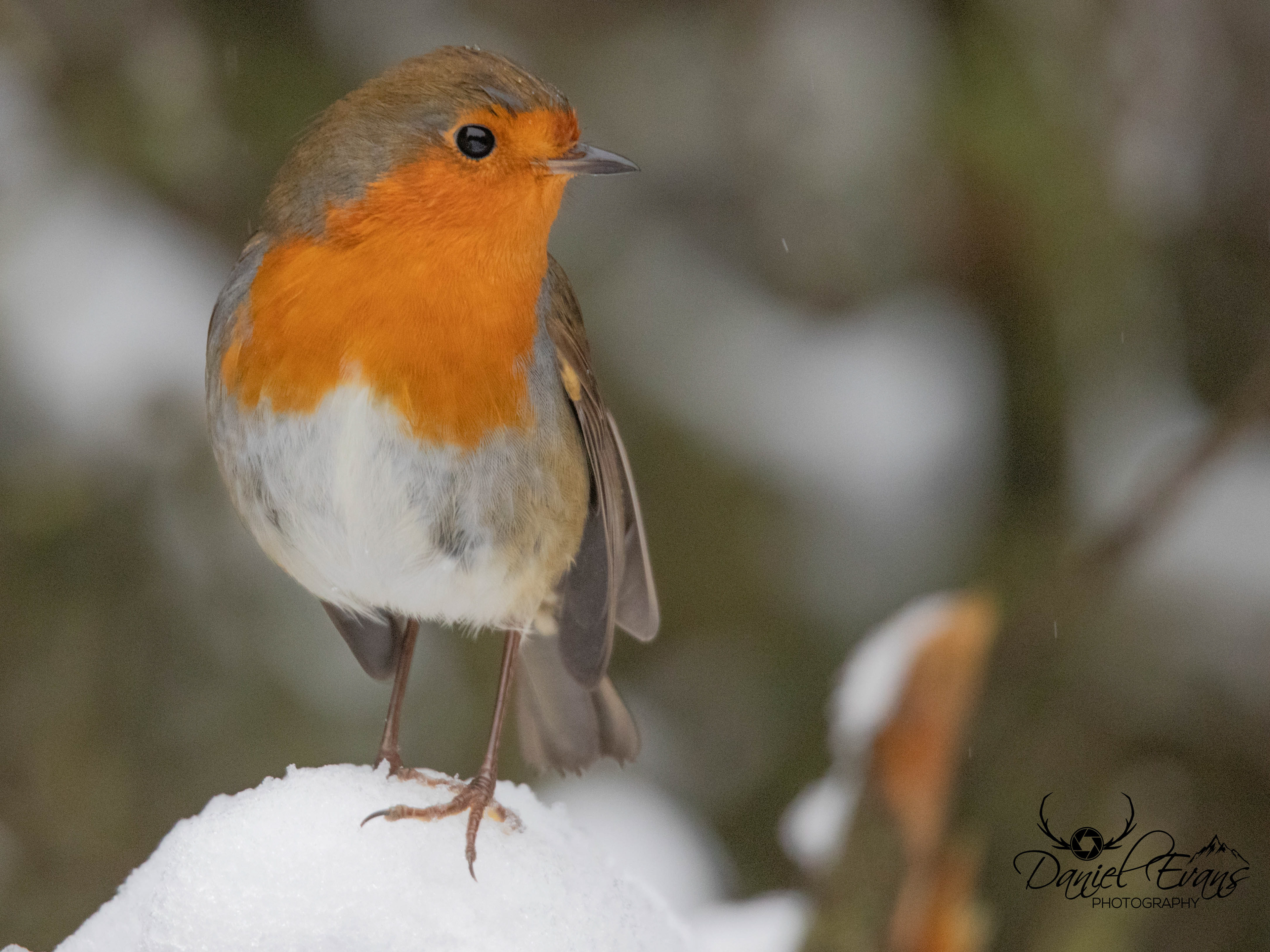 Robin