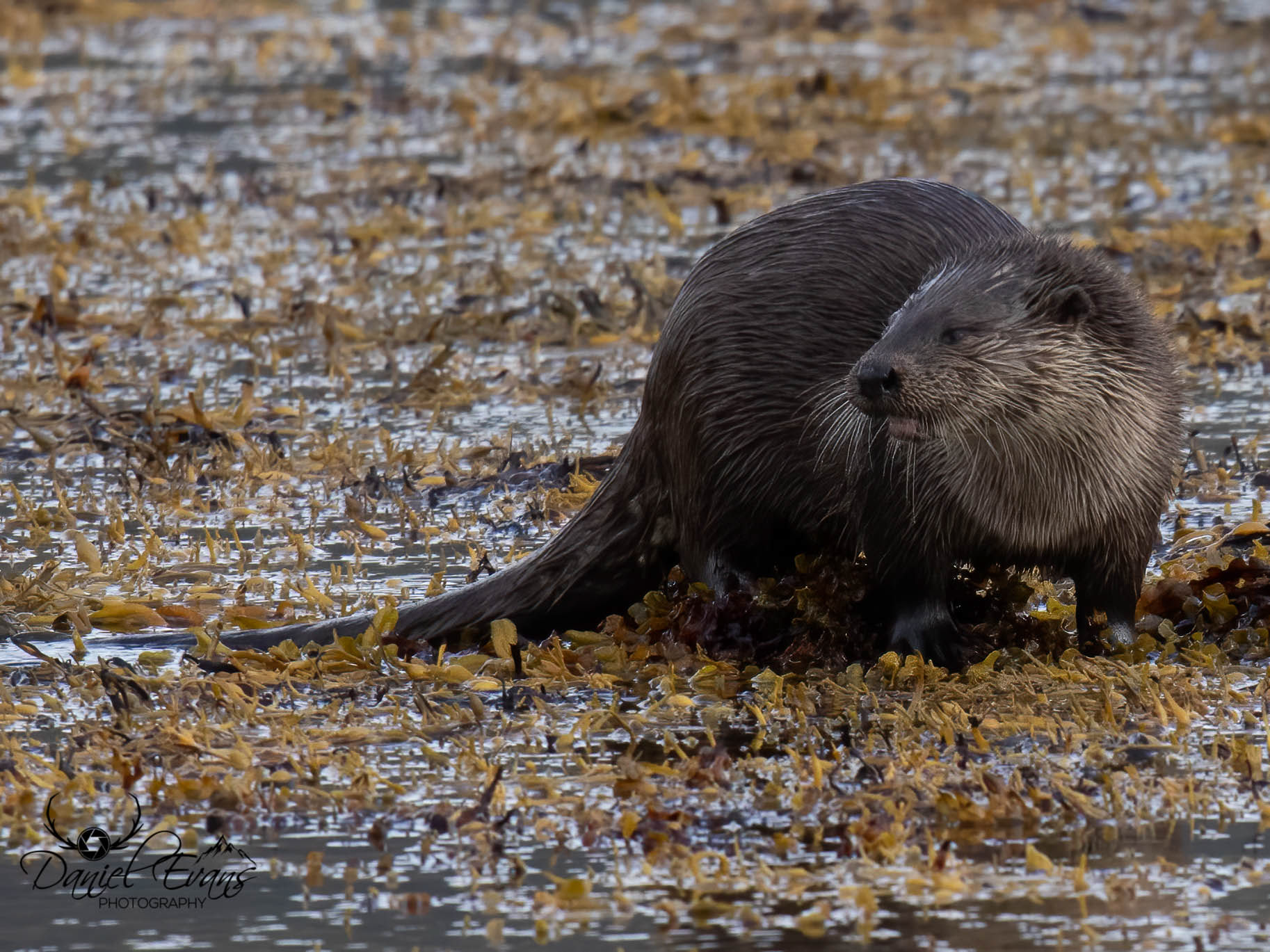 Otter