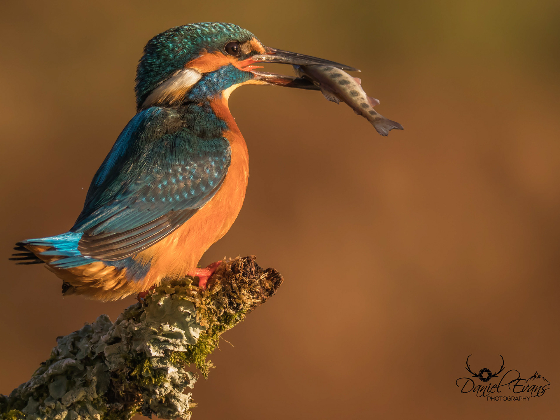Kingfisher