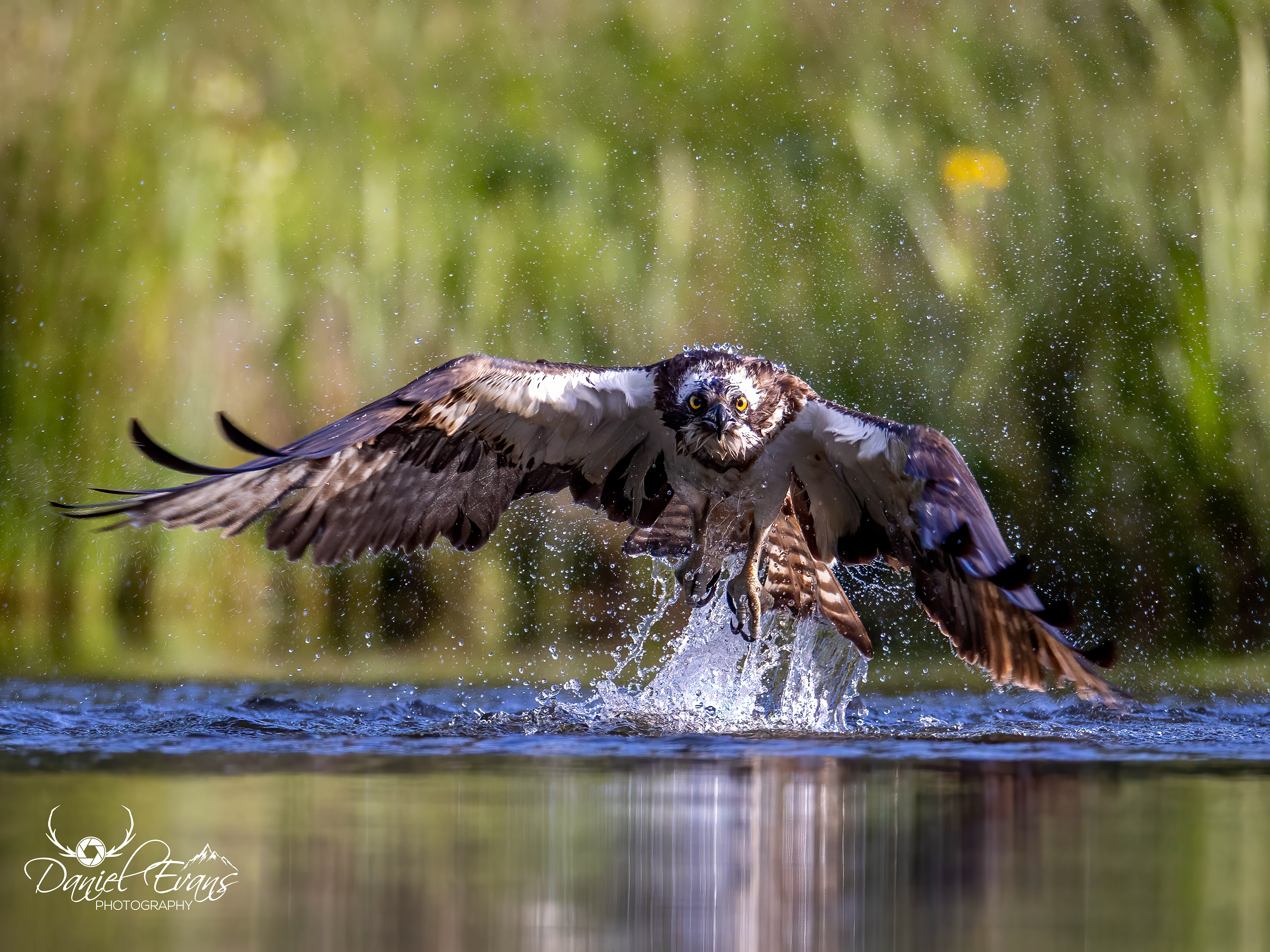 Osprey