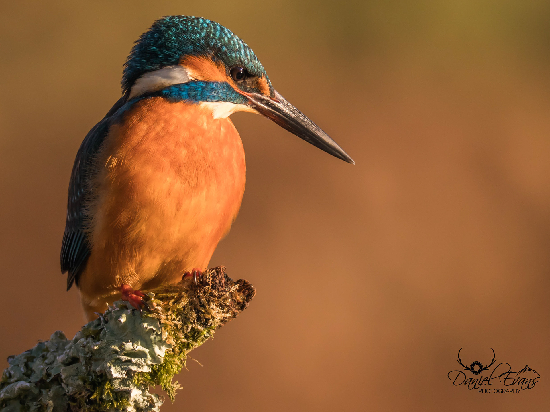 Kingfisher