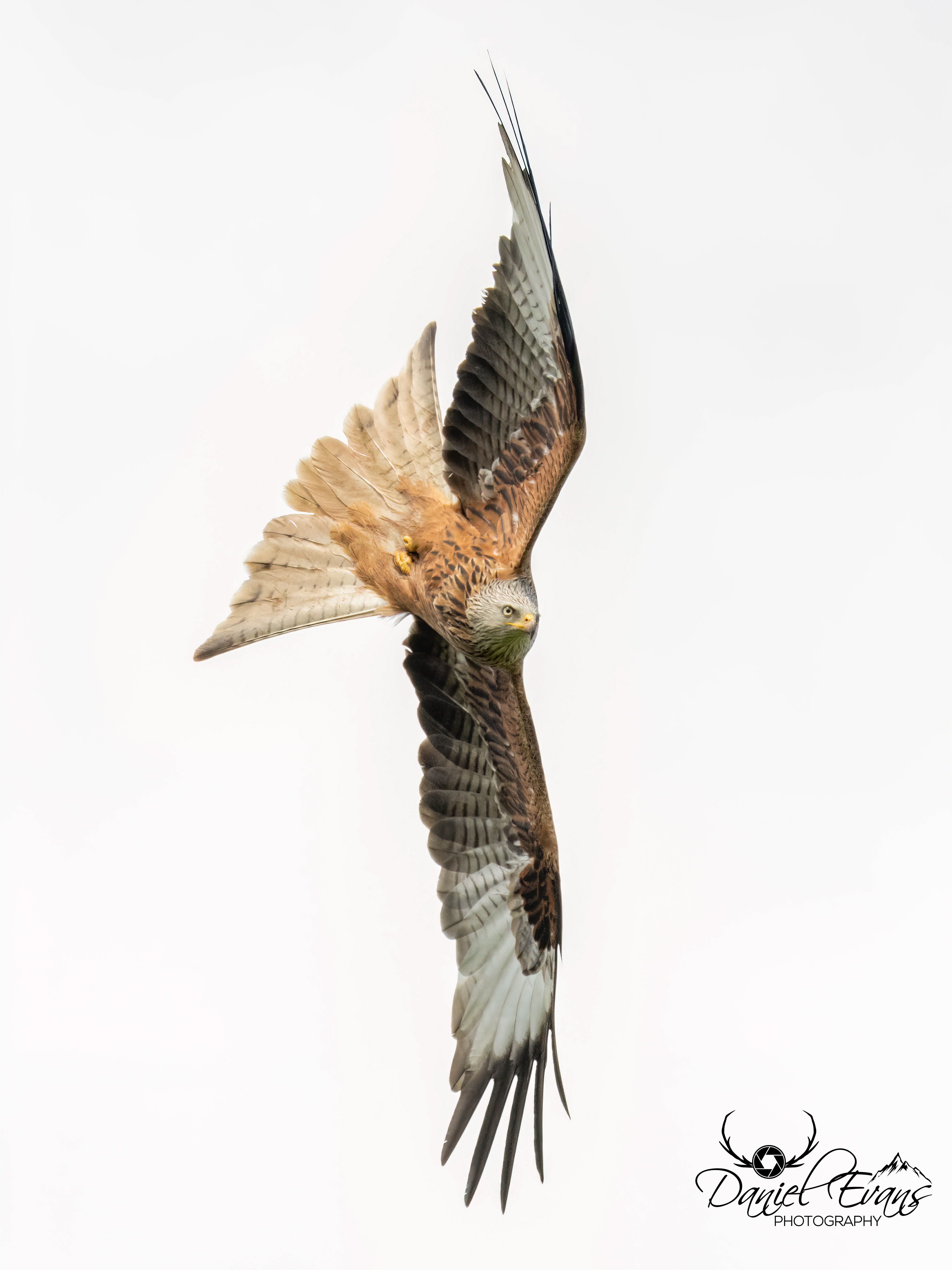 Red Kite