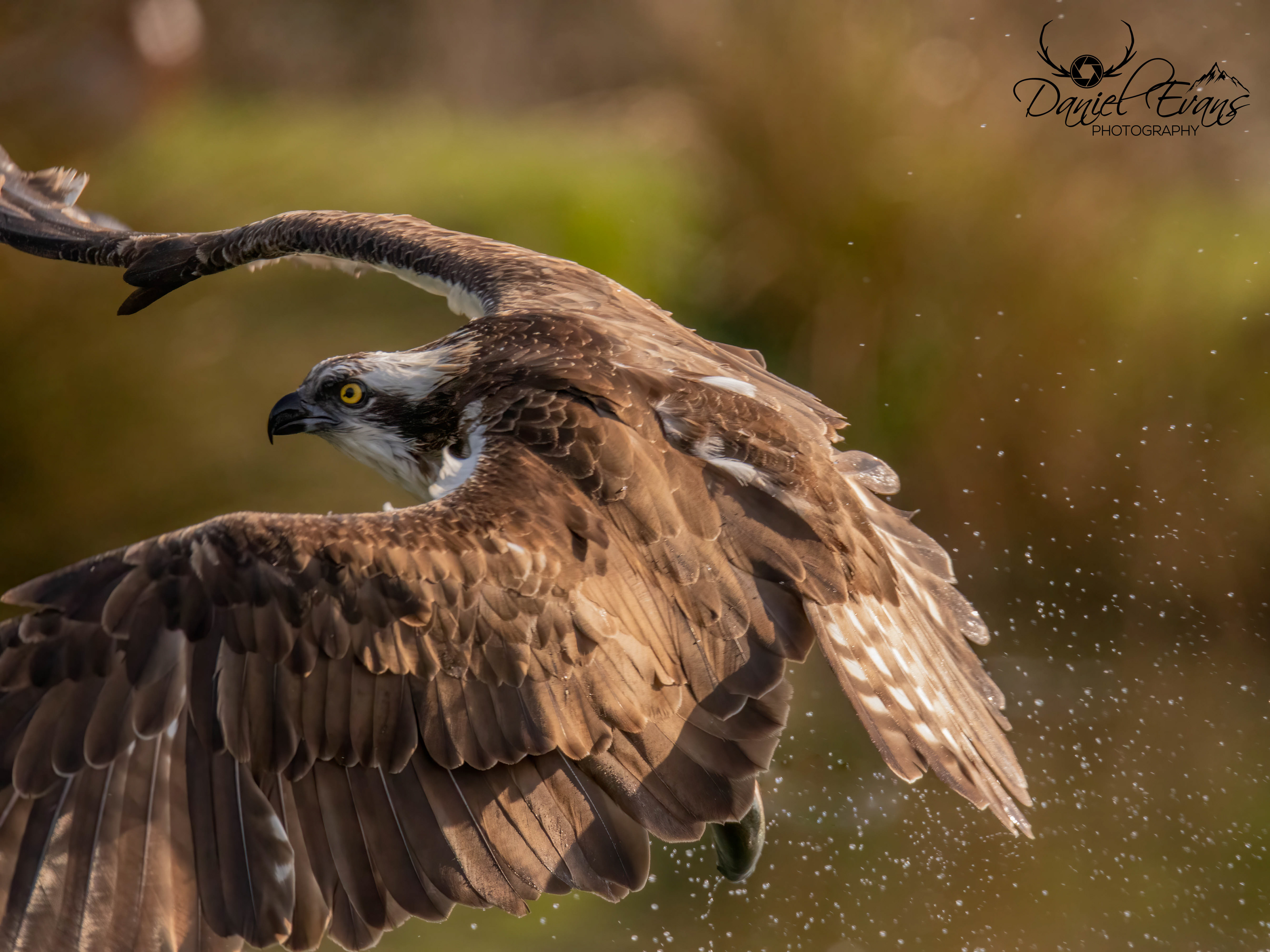 Osprey