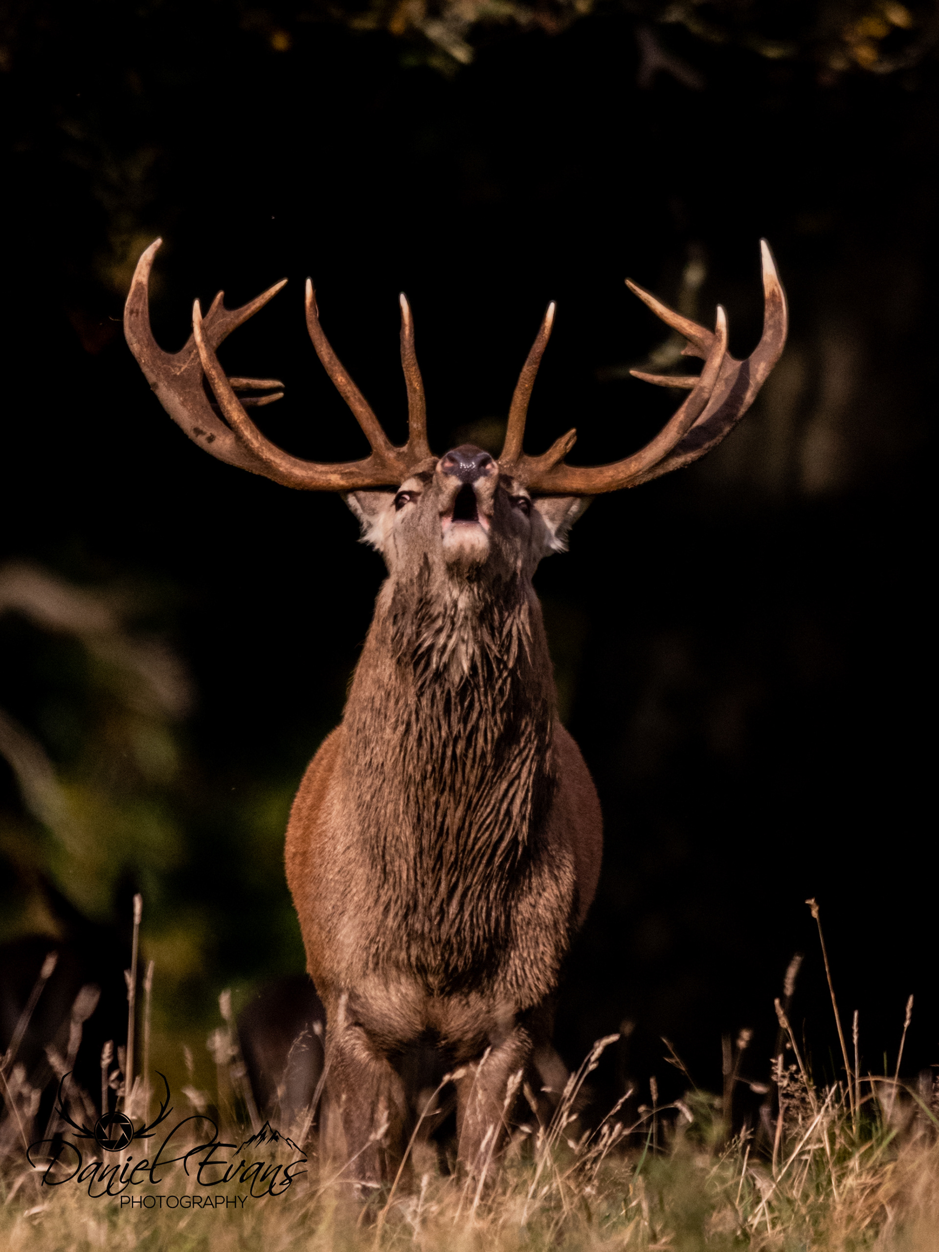 Red Deer Stag