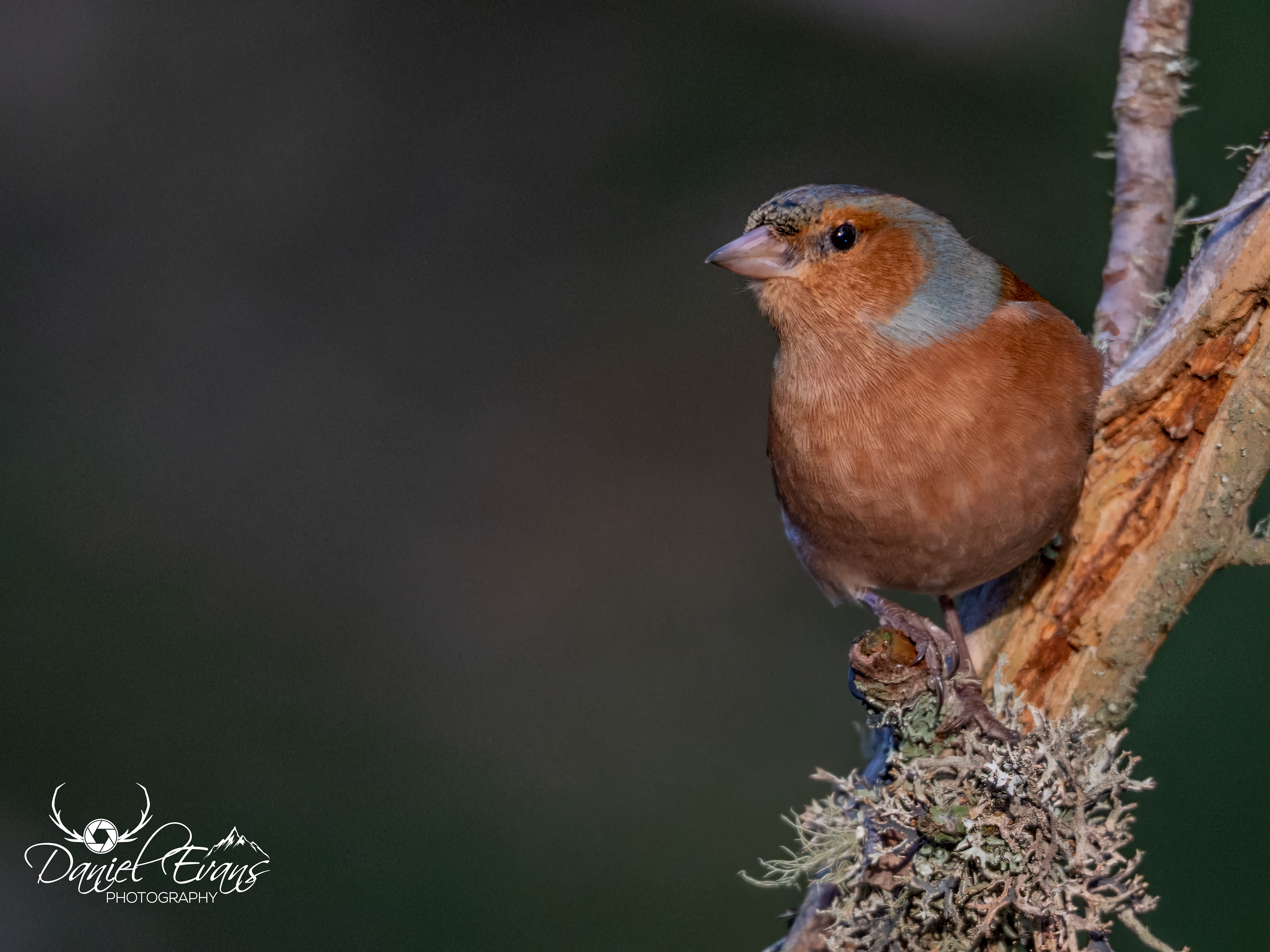 Chaffinch