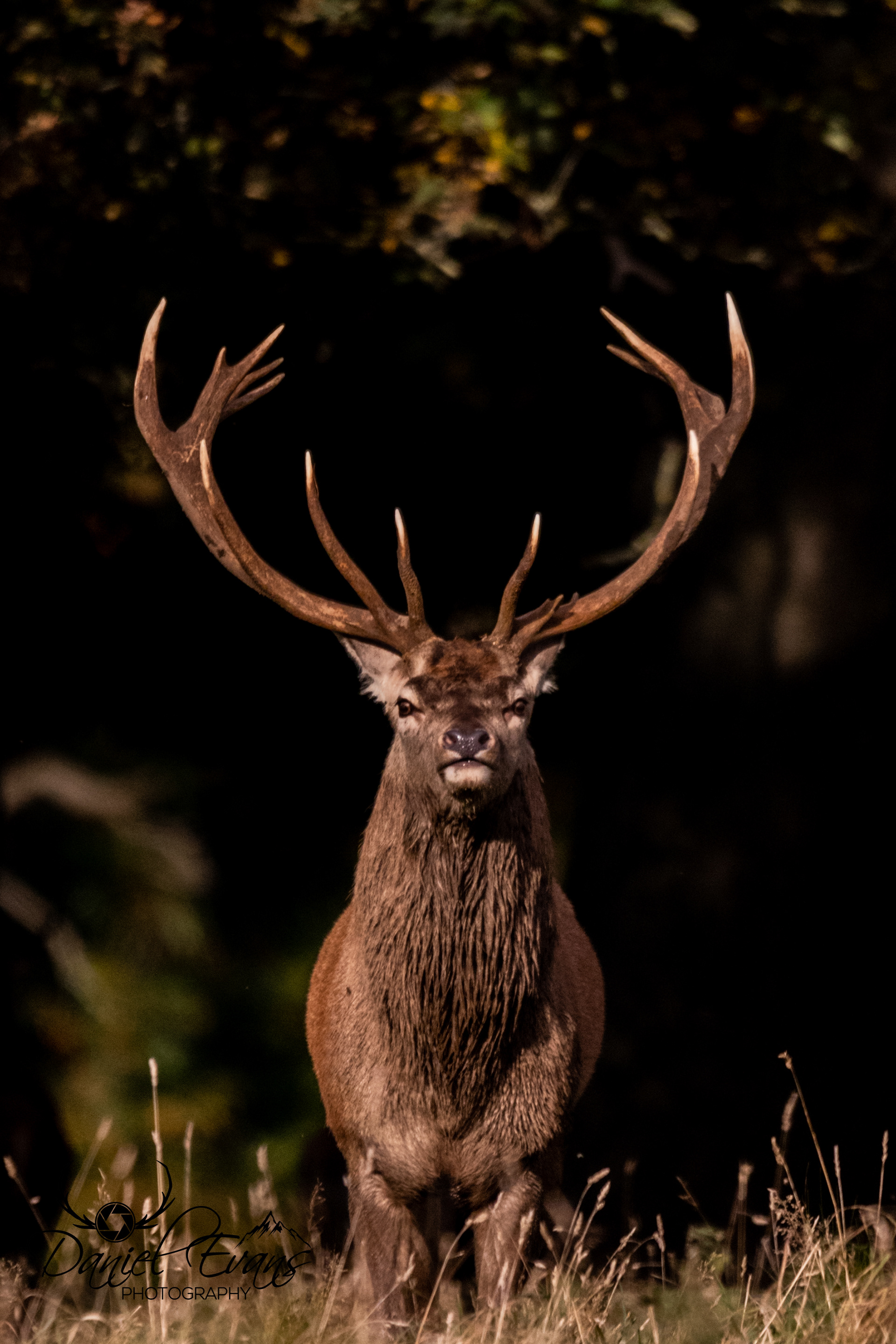 Red Deer Stag