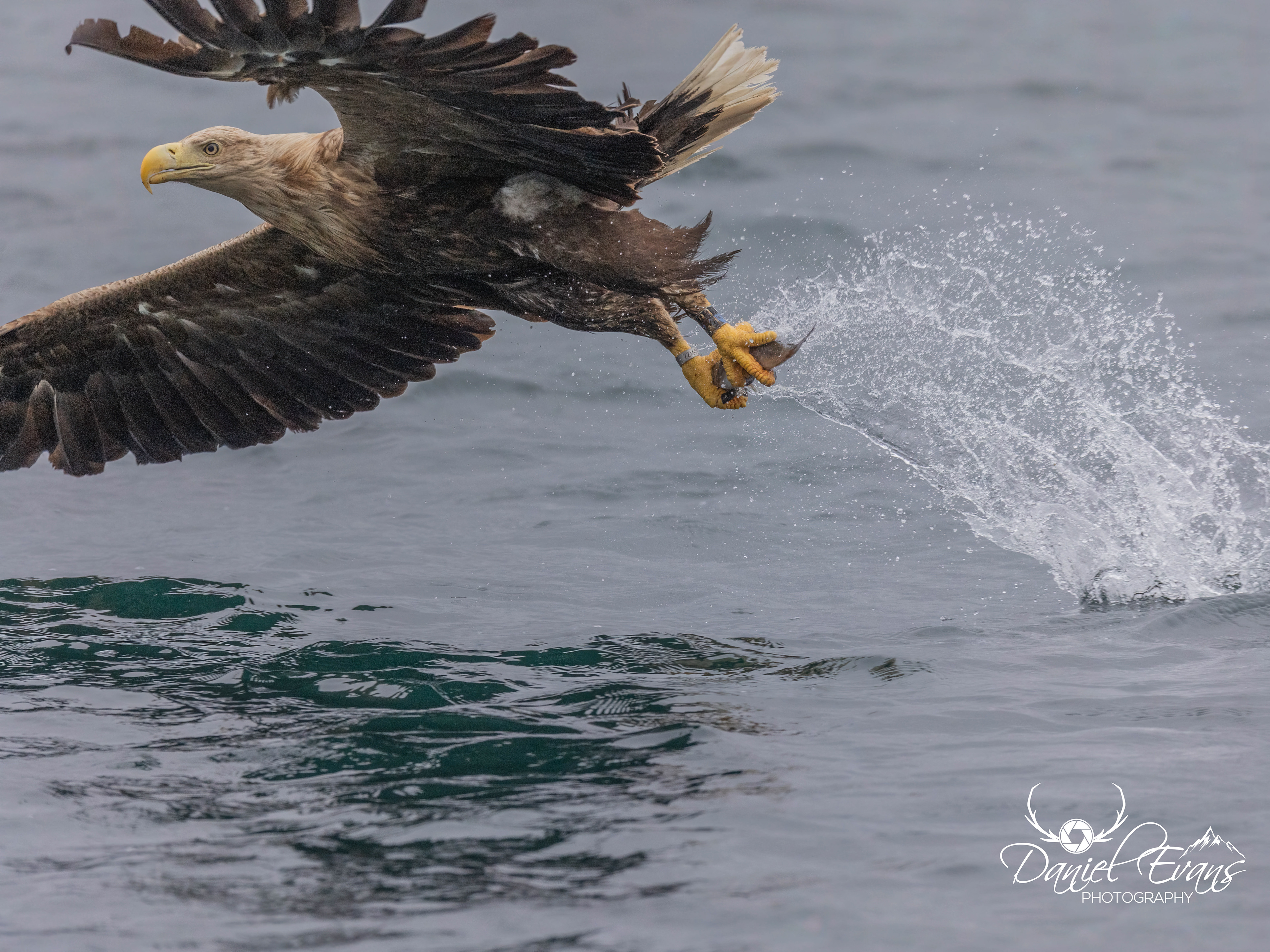 White Tailed Eagle, Scotland