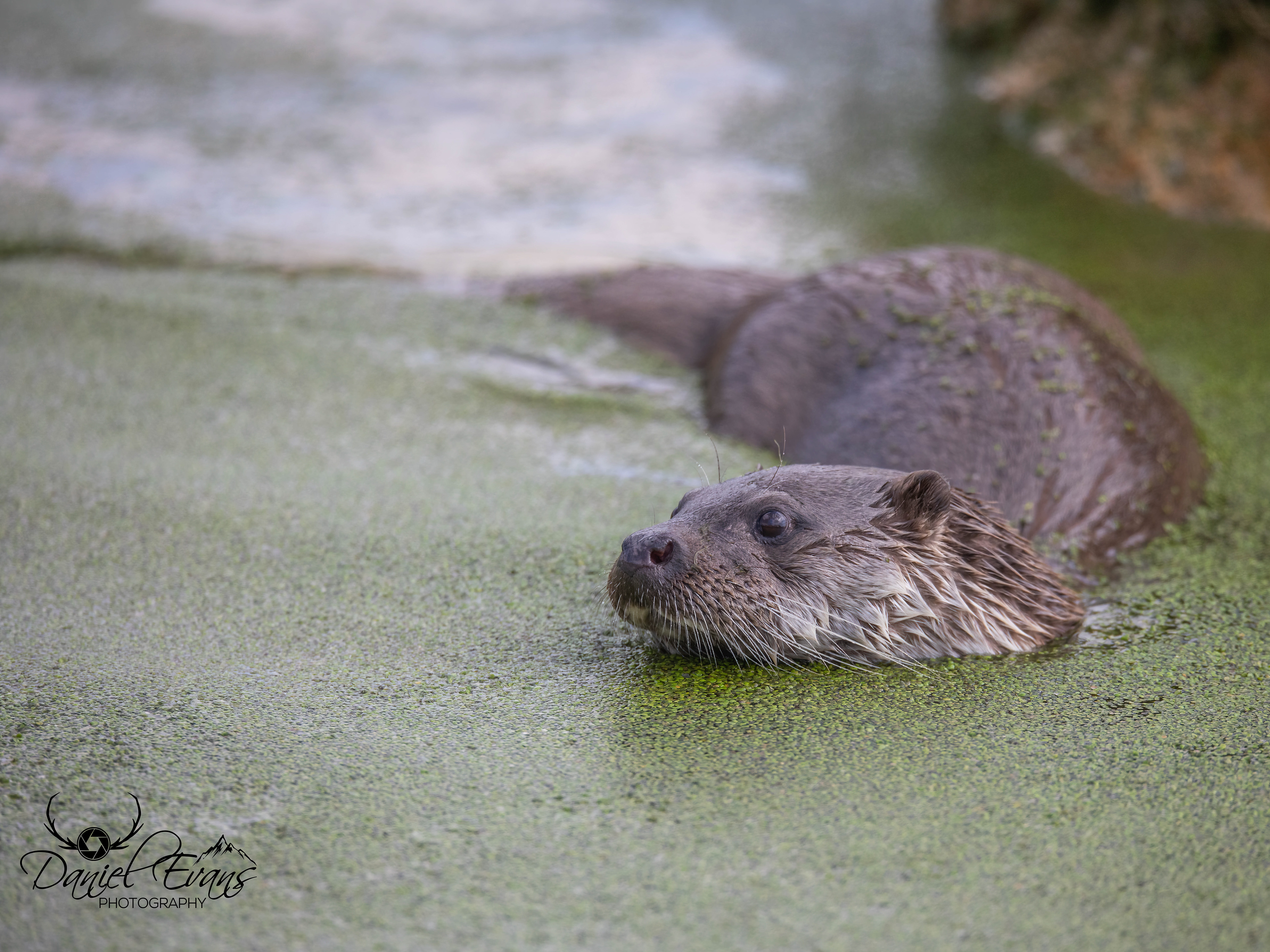Otter