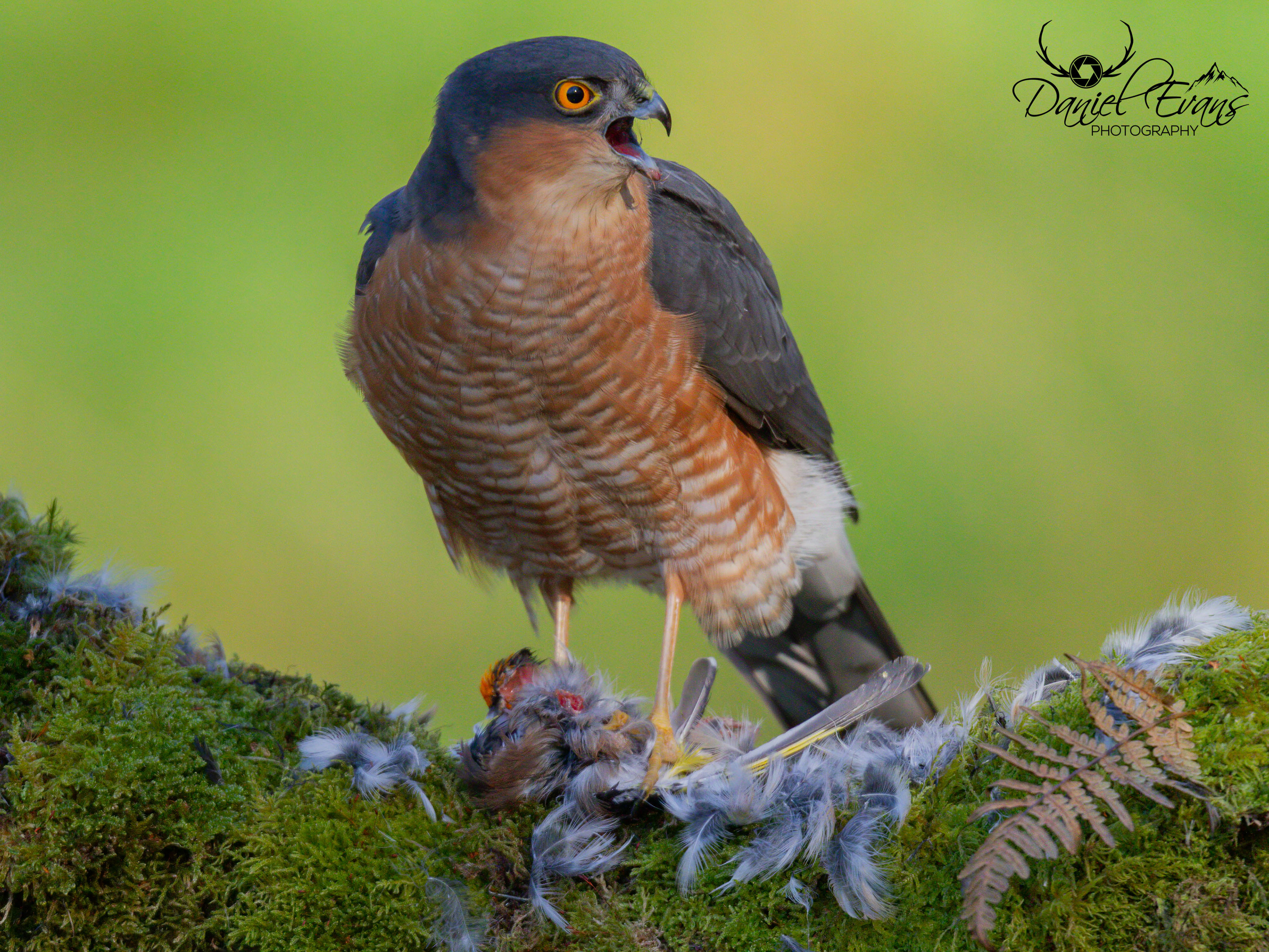 Sparrowhawk