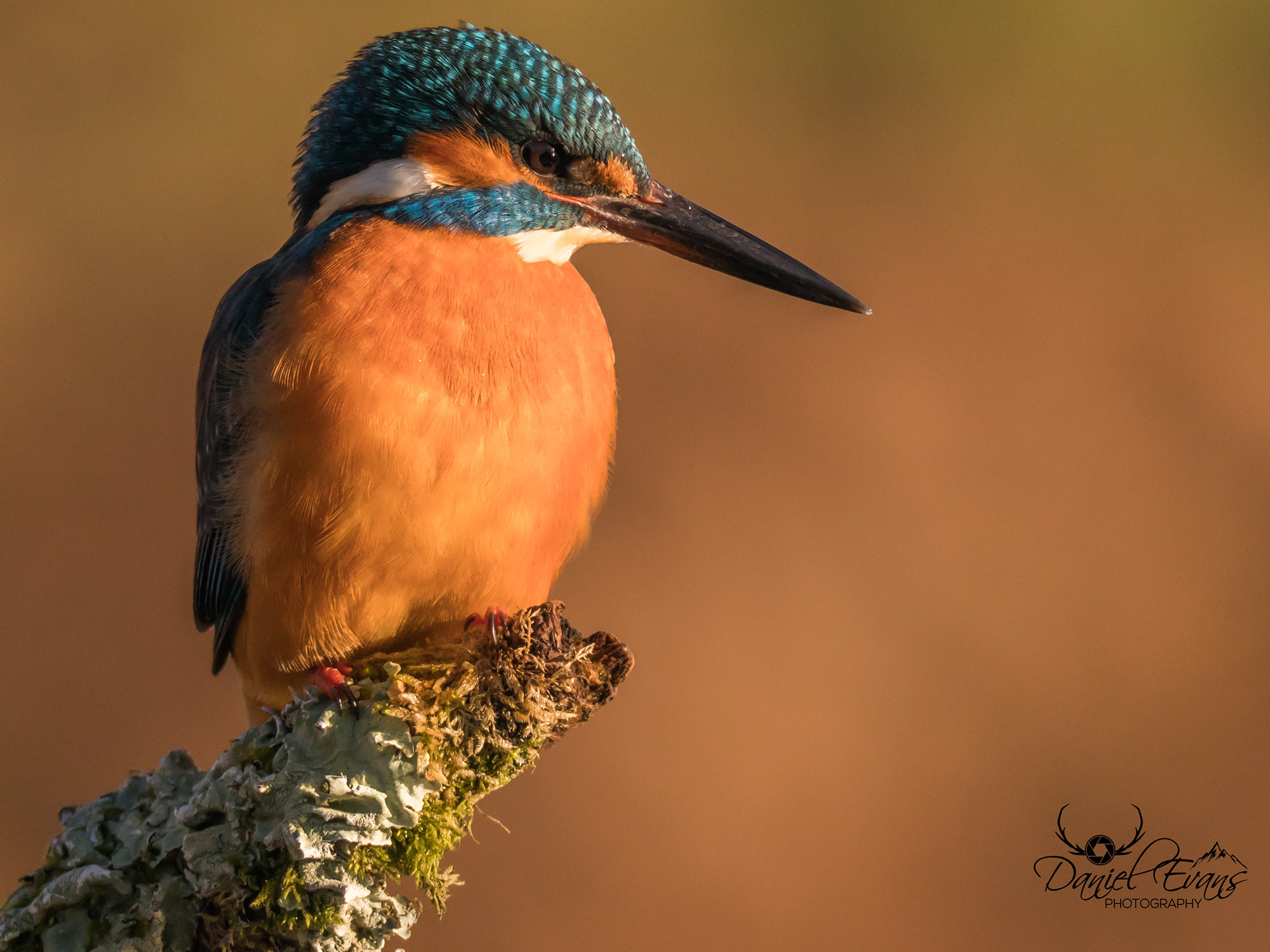 Kingfisher