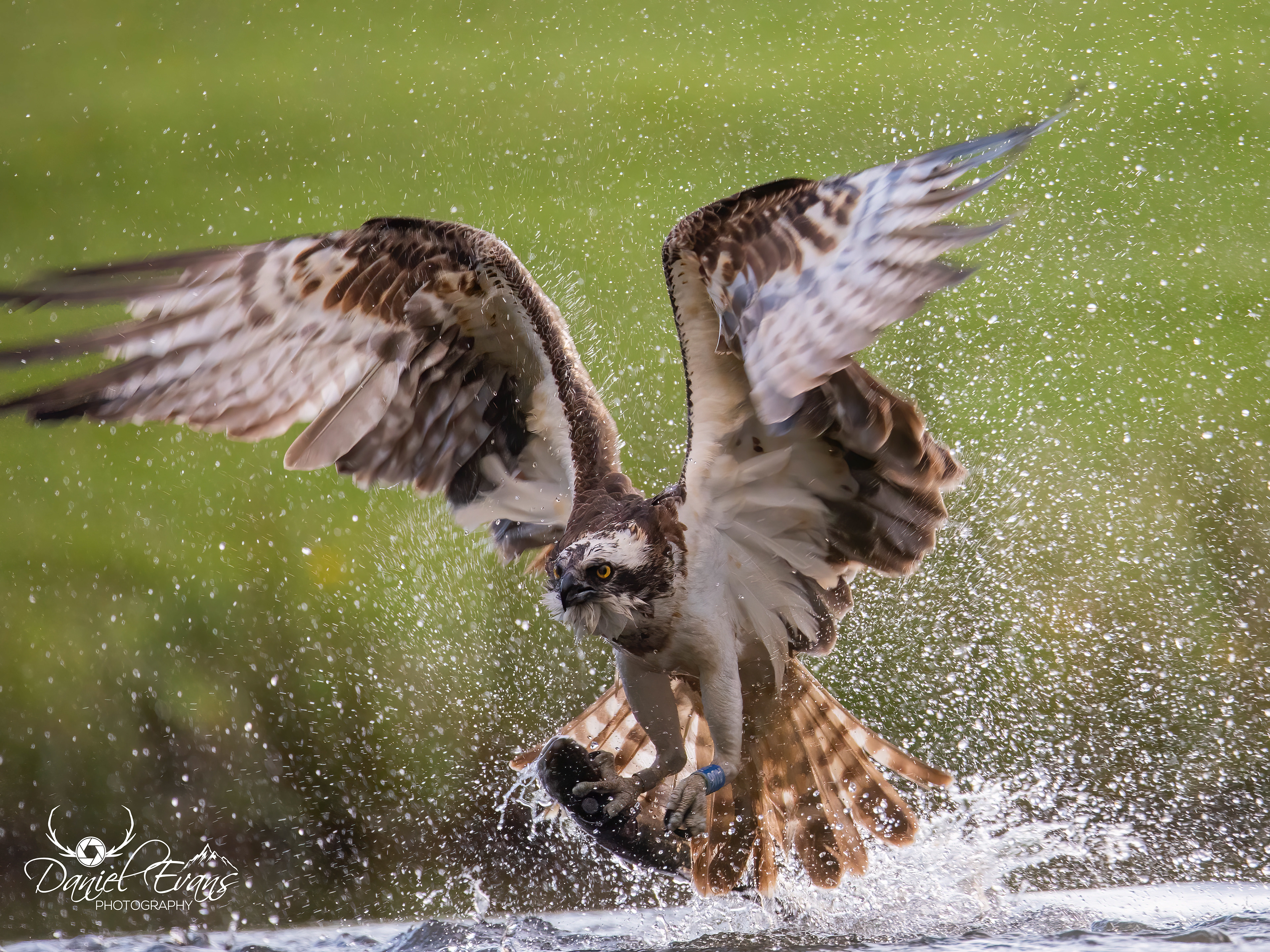 Osprey