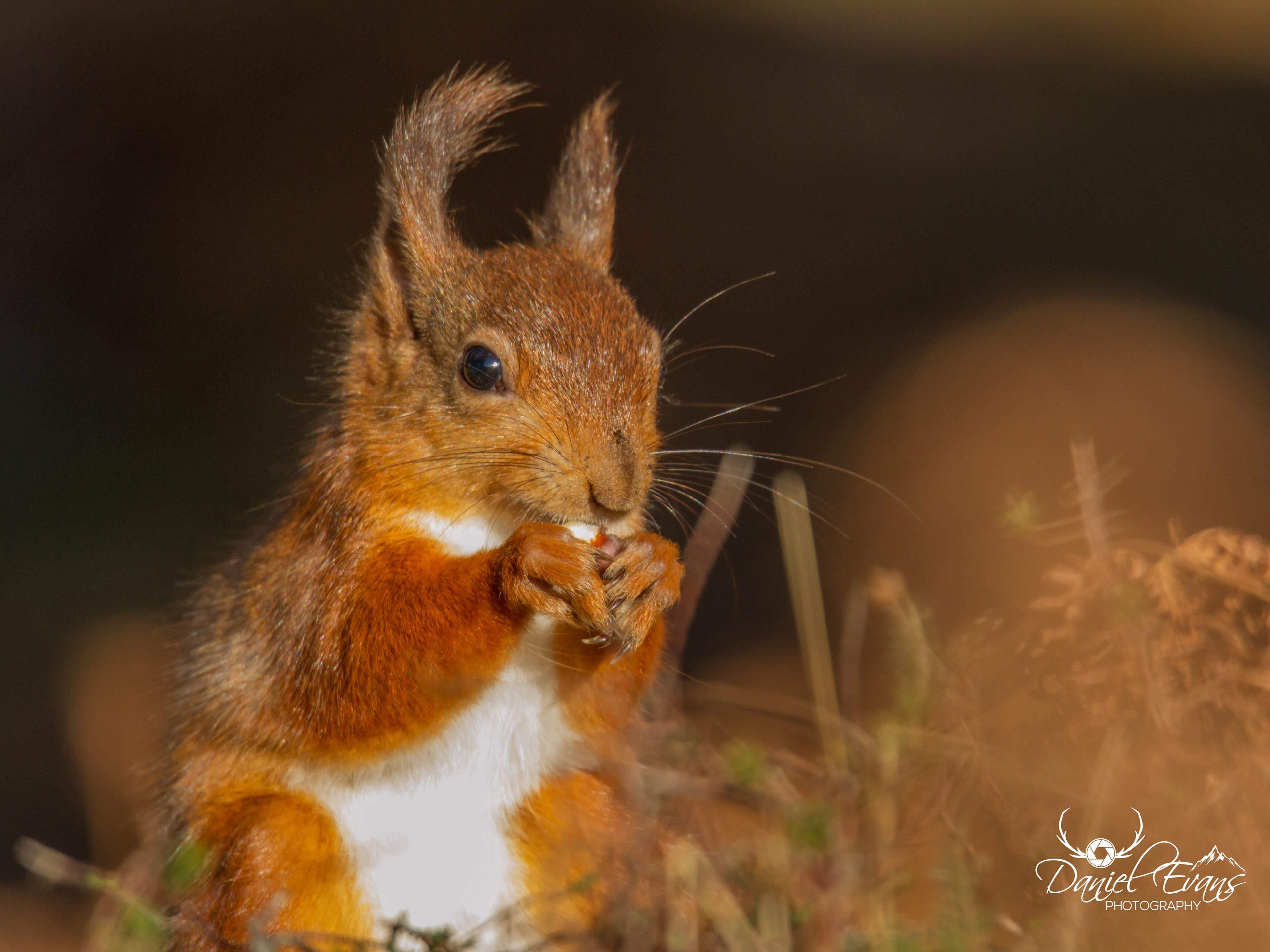 Red Squirrel