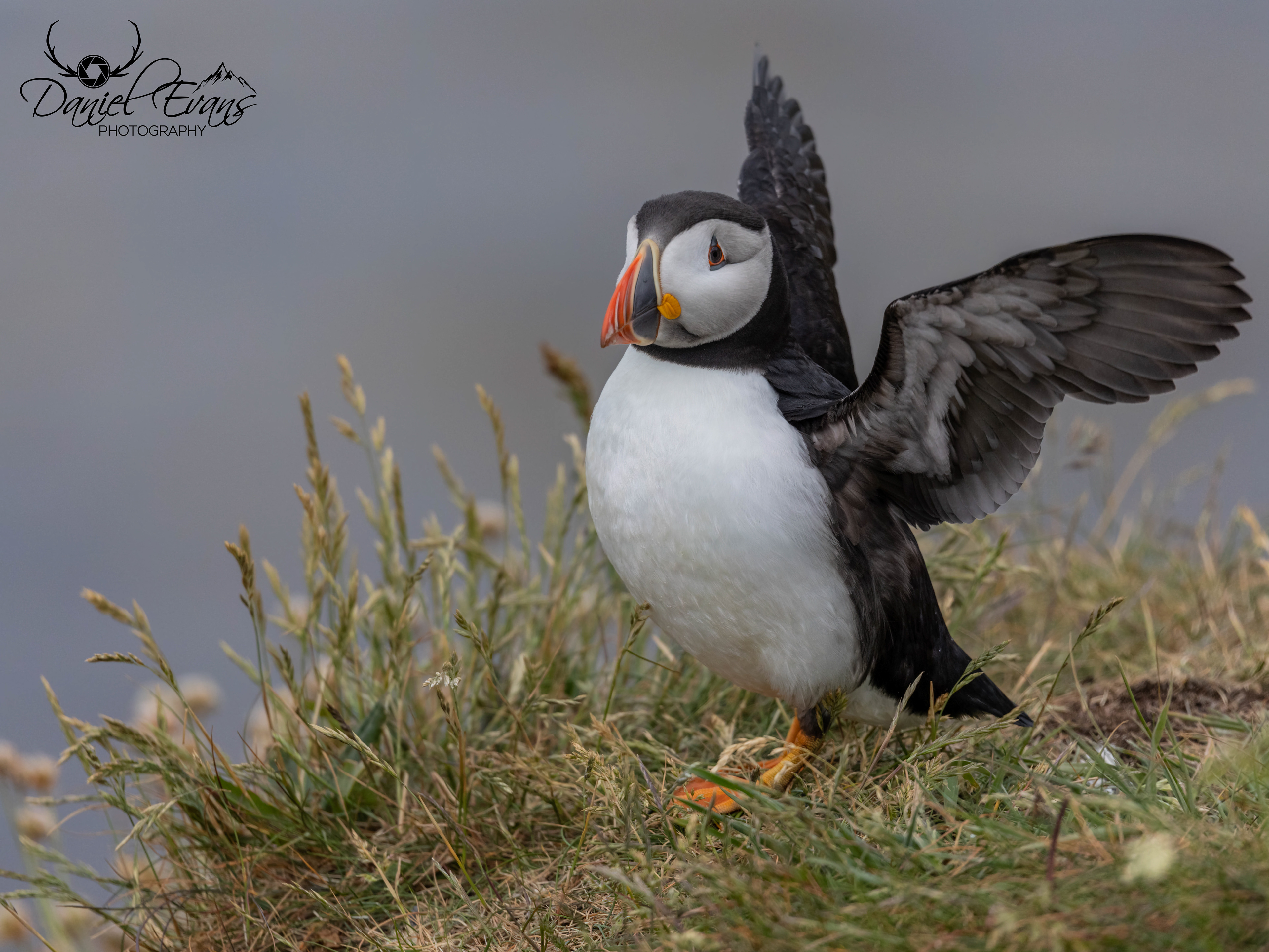 Puffin