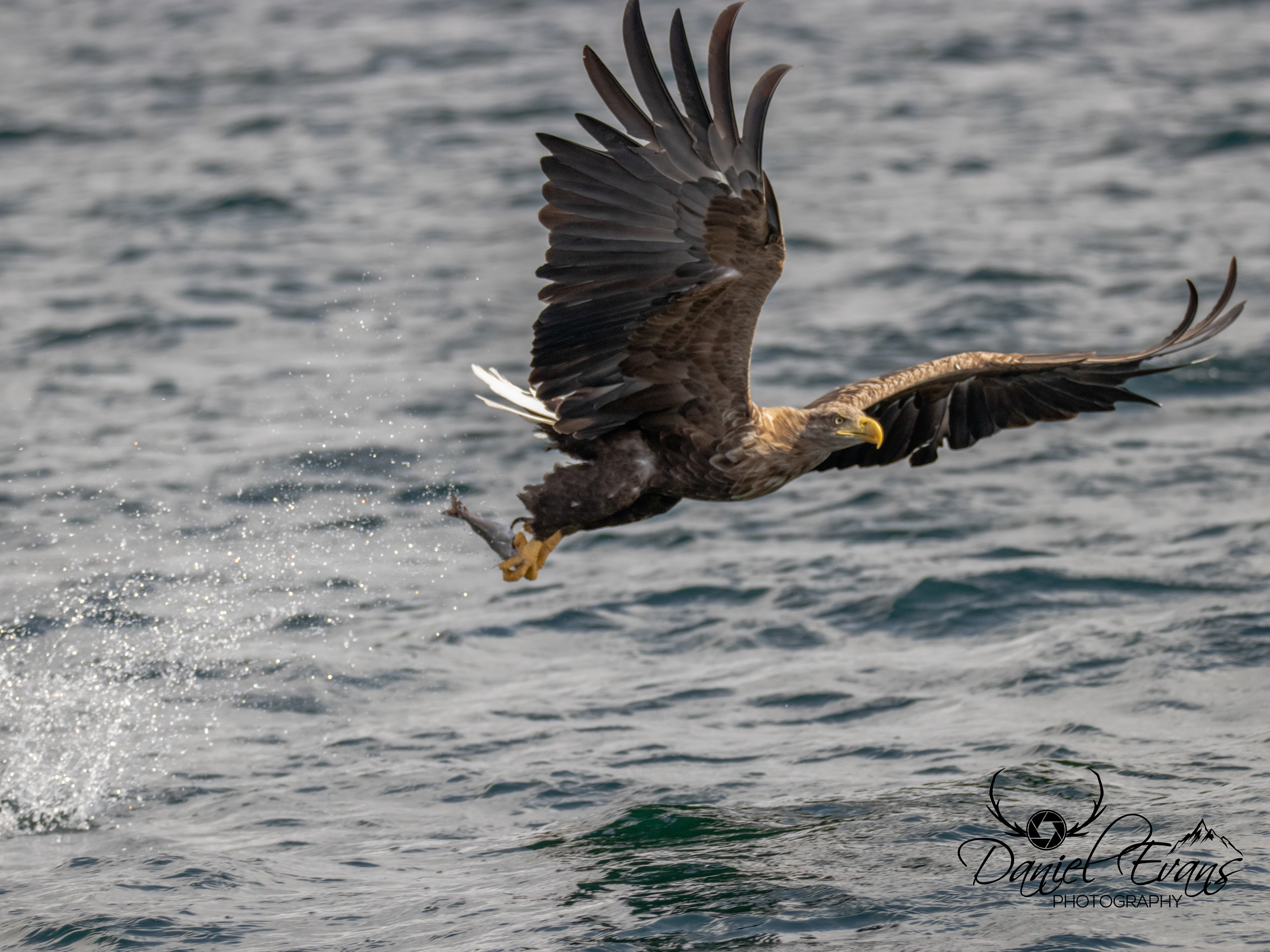 White Tailed Eagle, Scotland