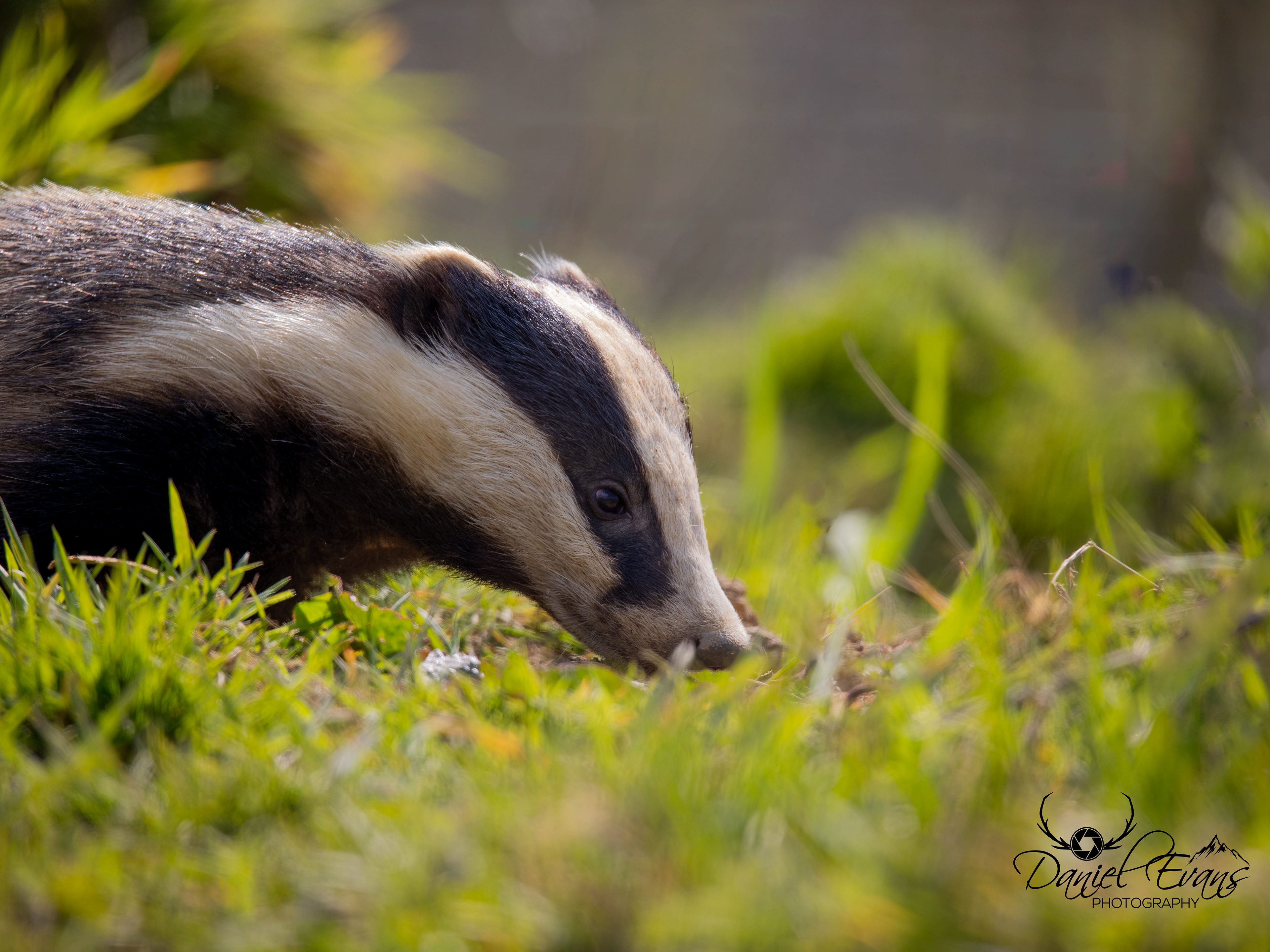 Badger