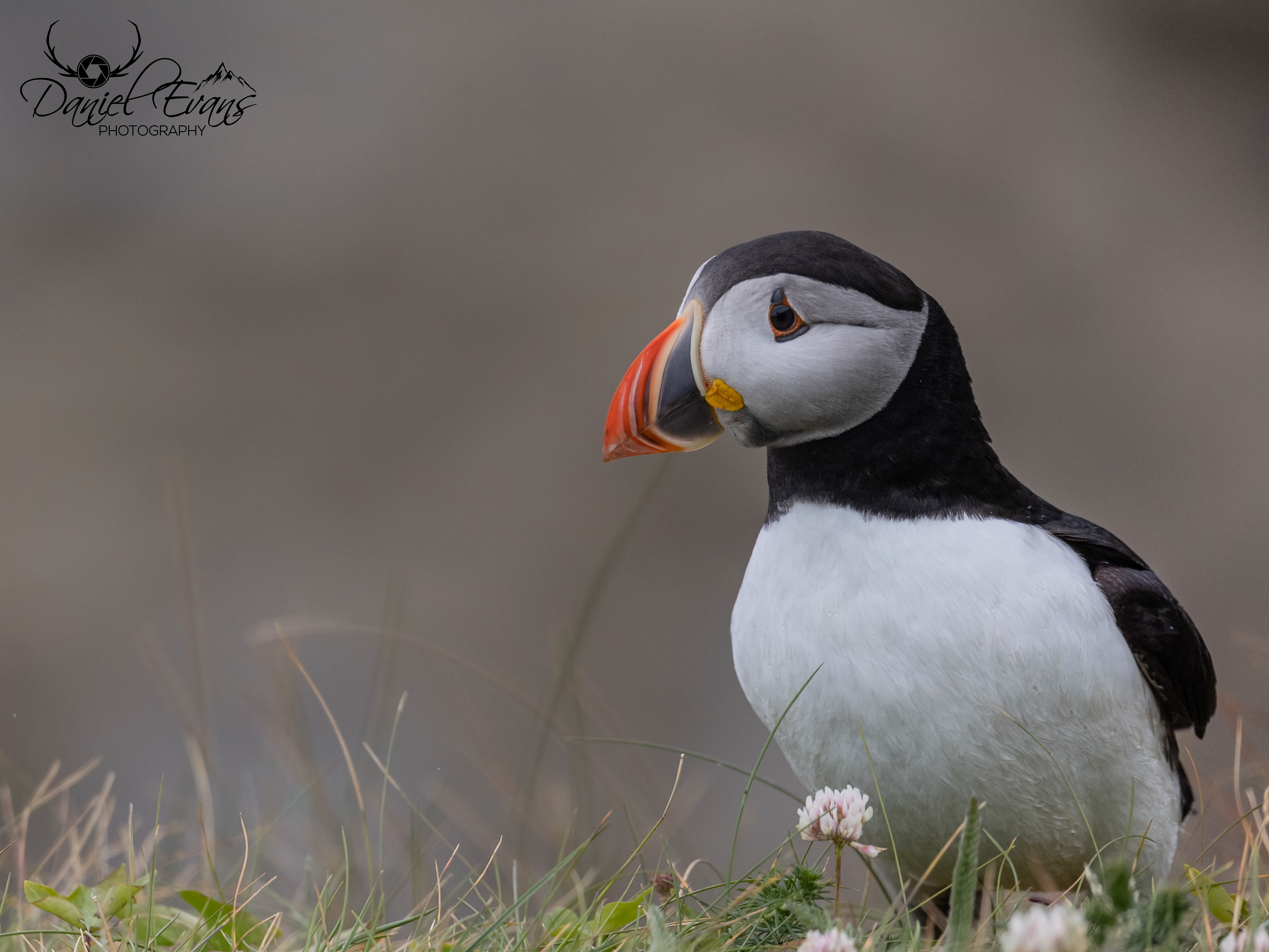 Puffin