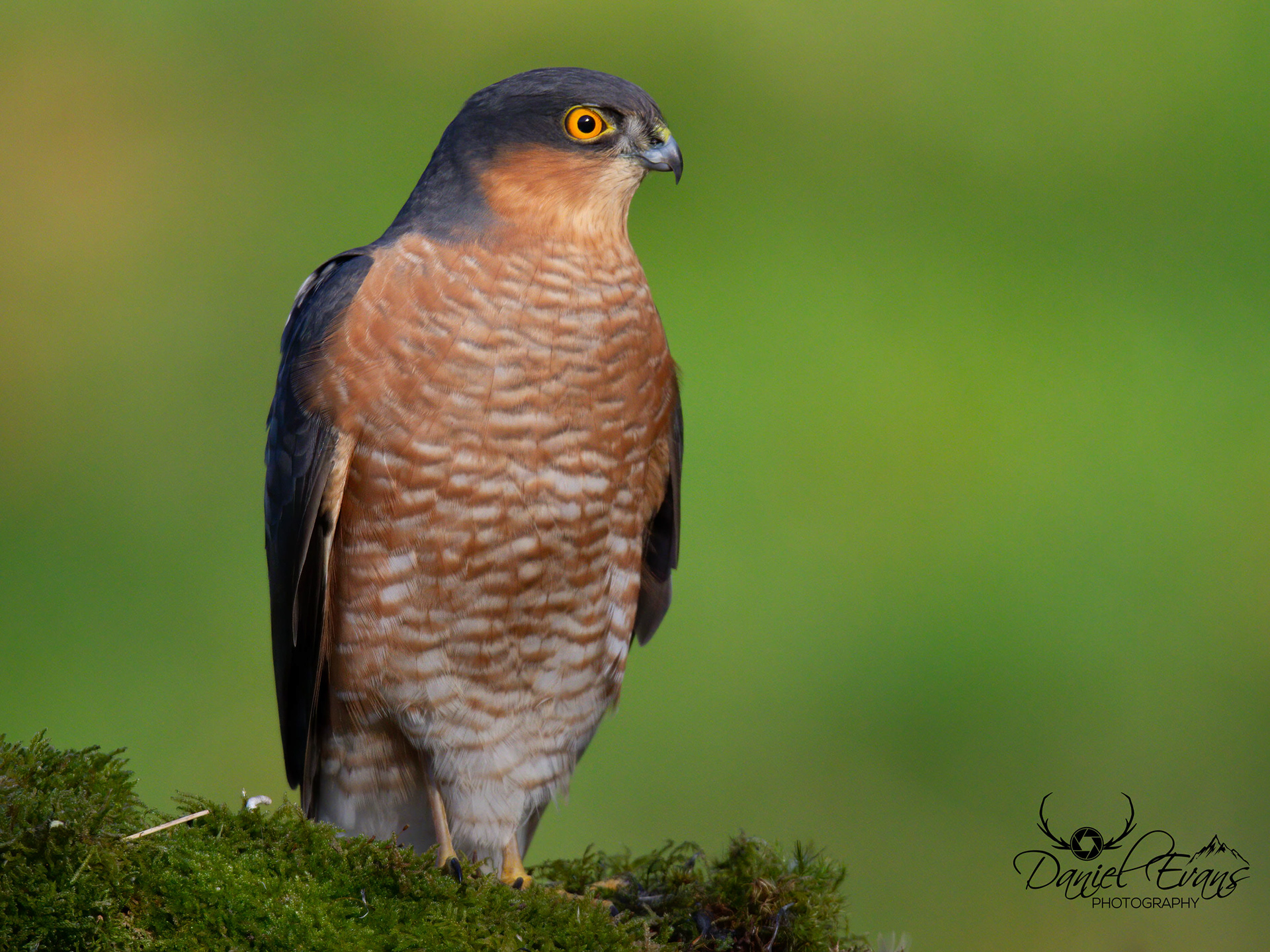 Sparrowhawk