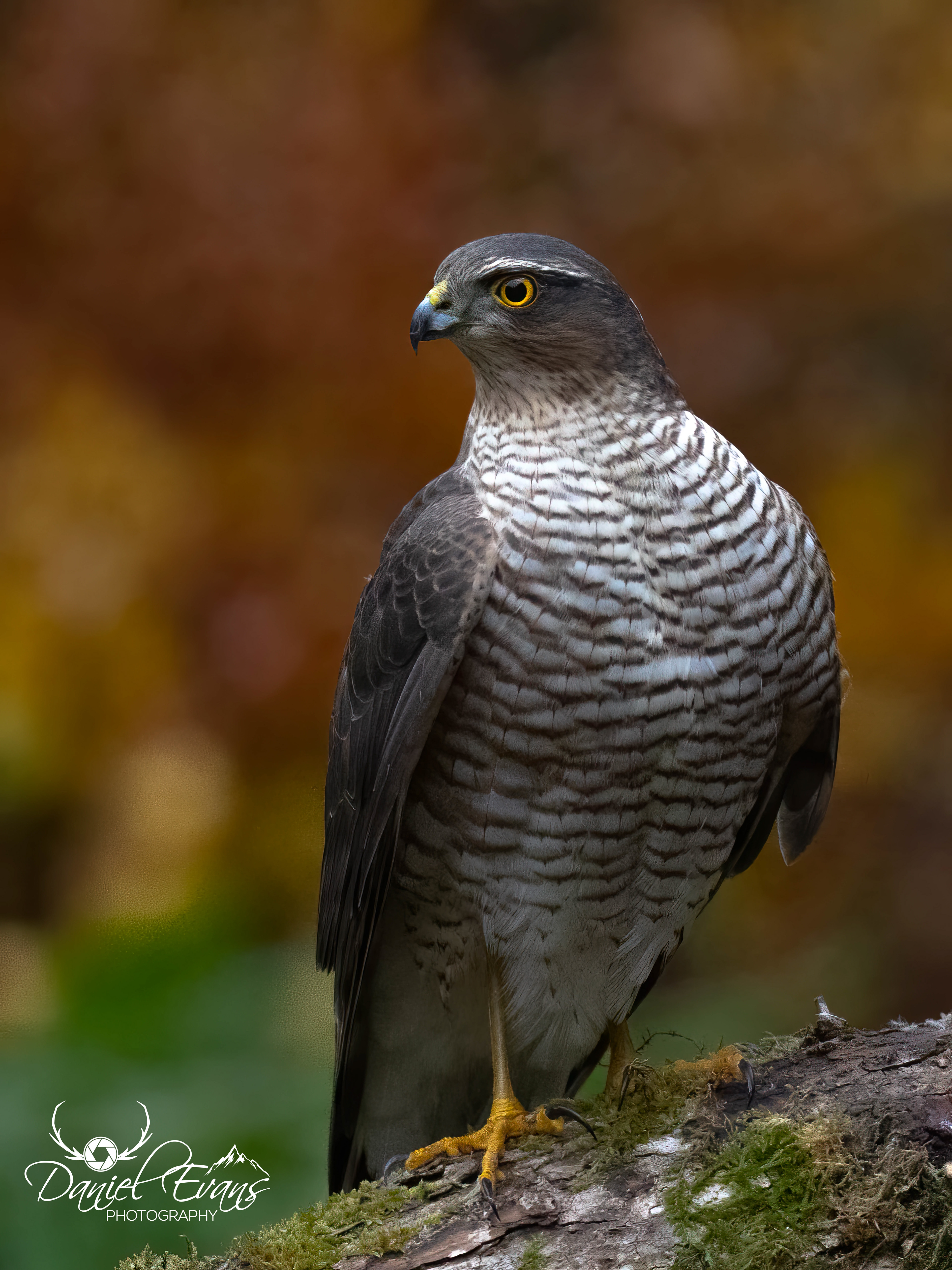 Sparrowhawk
