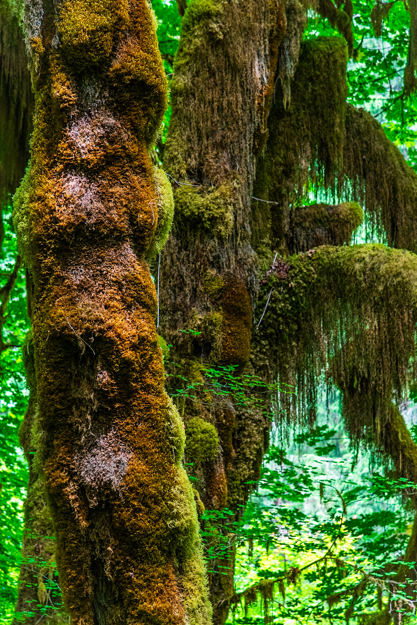 Hall of Mosses Trail