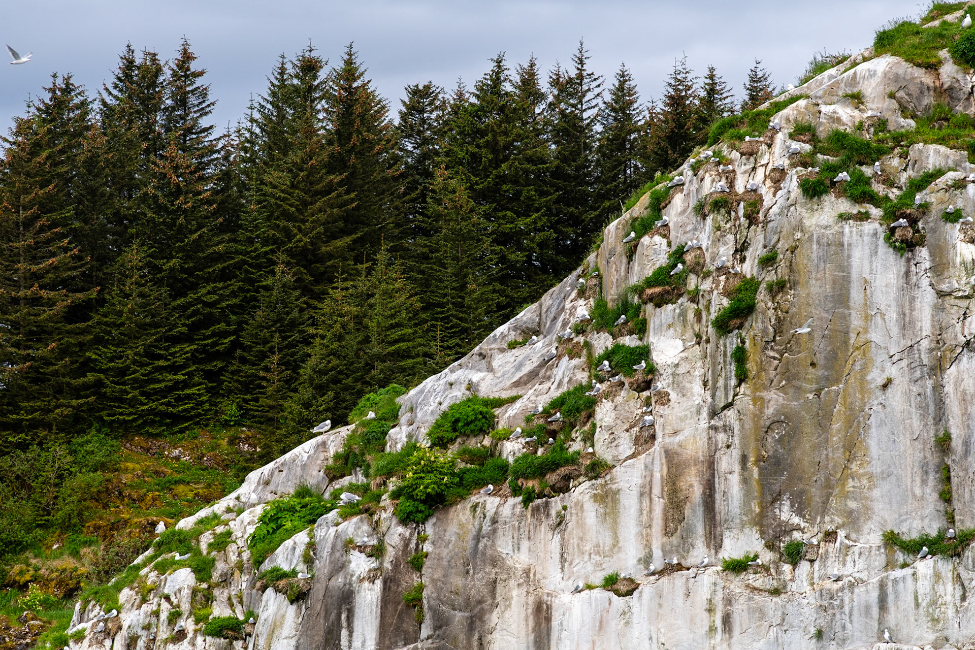 Birds along North Marble Island.