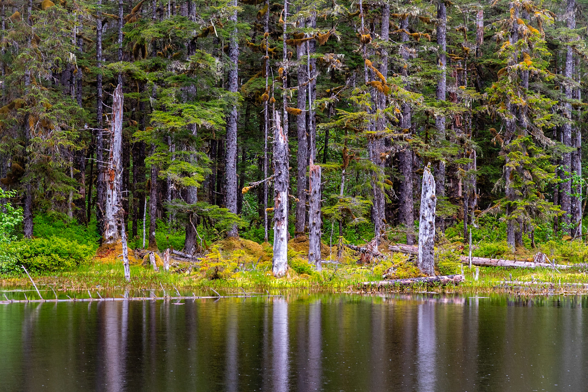 Pond along the Forest Trail.