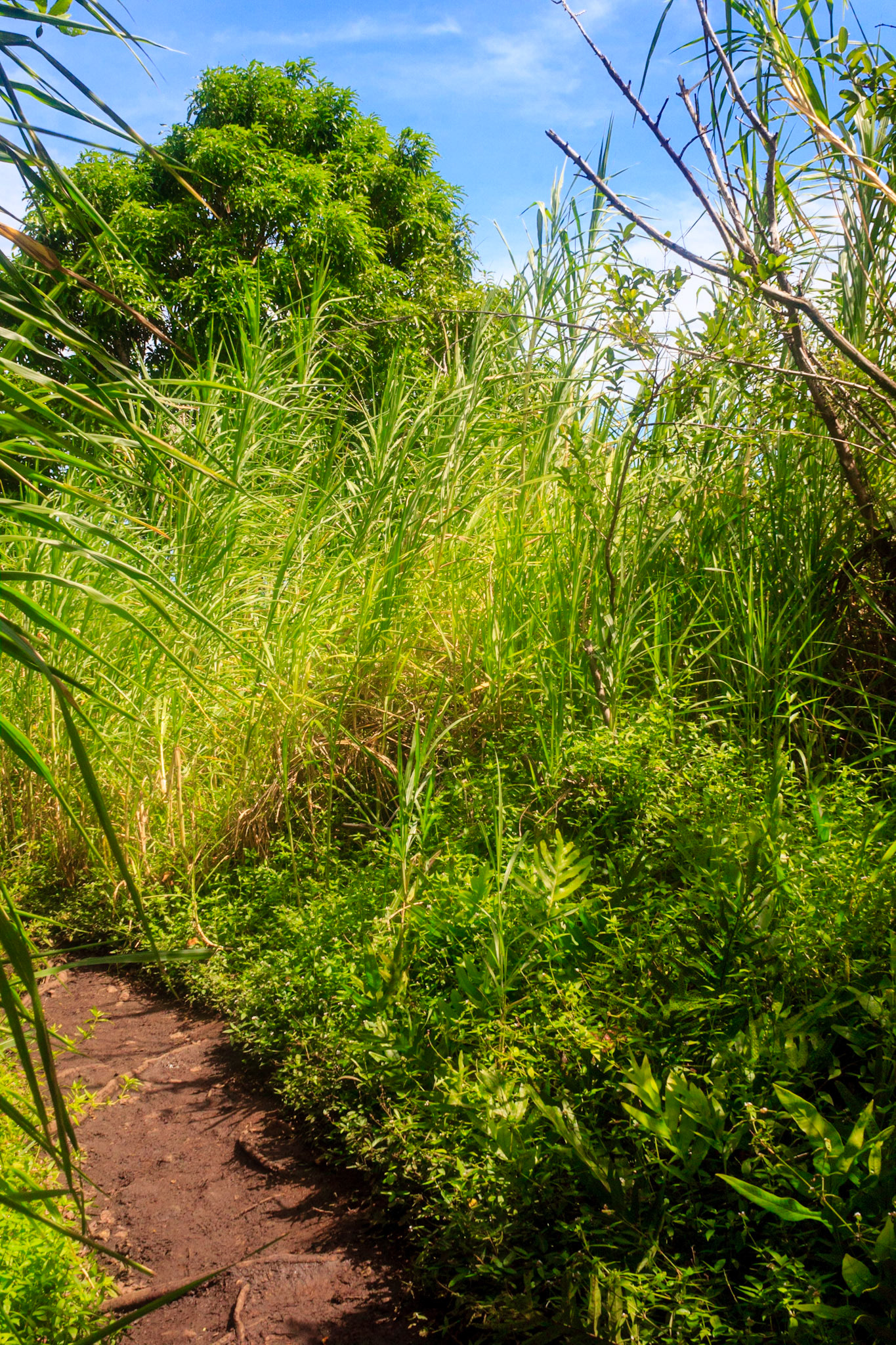 Pipiwai Trail
