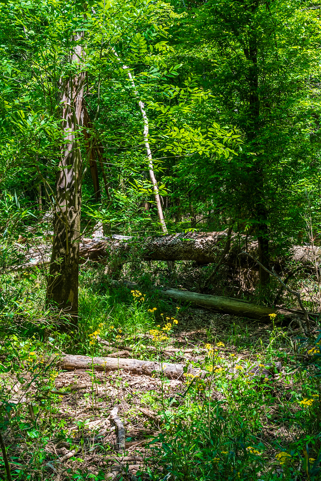 Weston Lake Loop Trail