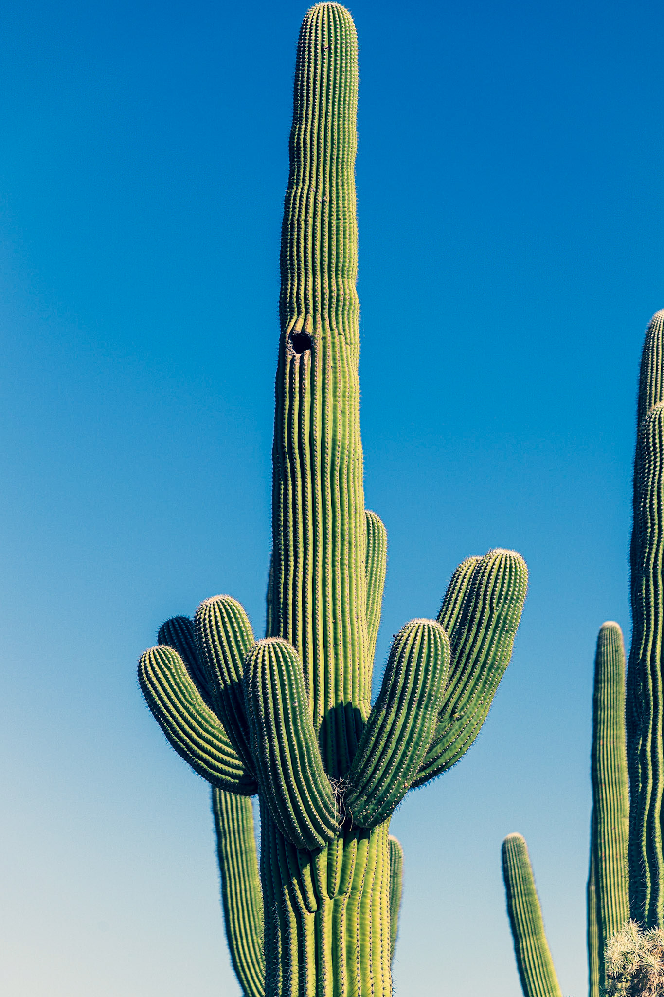 Along Cactus Wren Trail