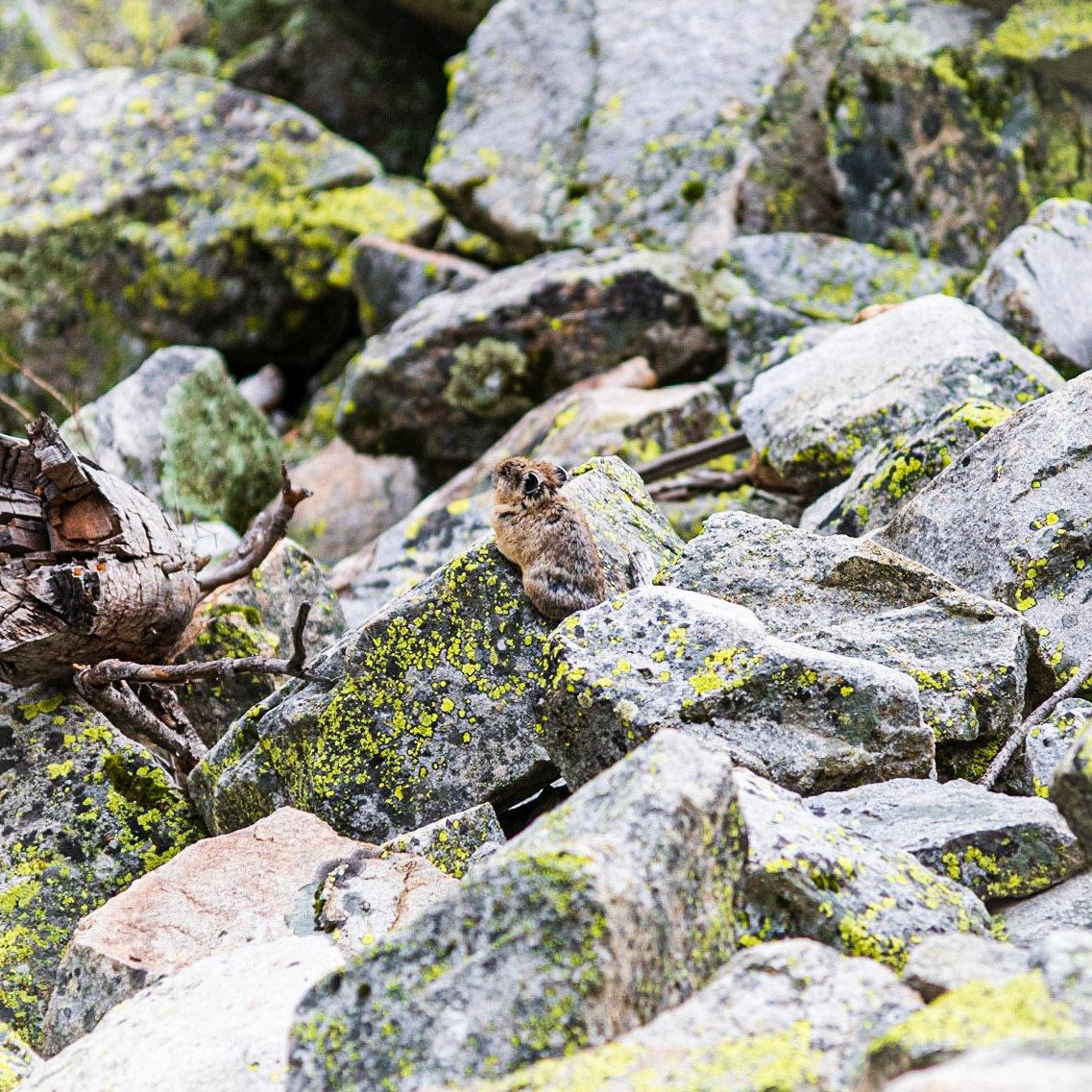 Pika