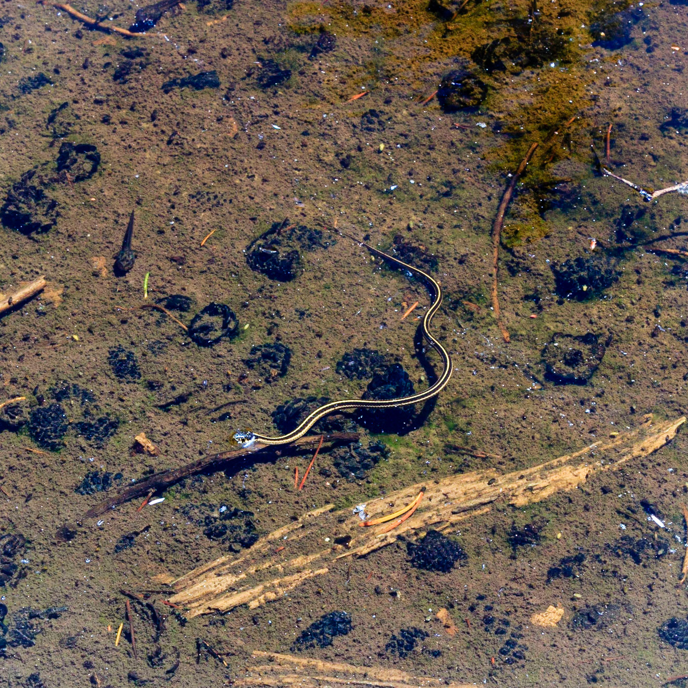 Seasonal Pond with Tiny Snakes
