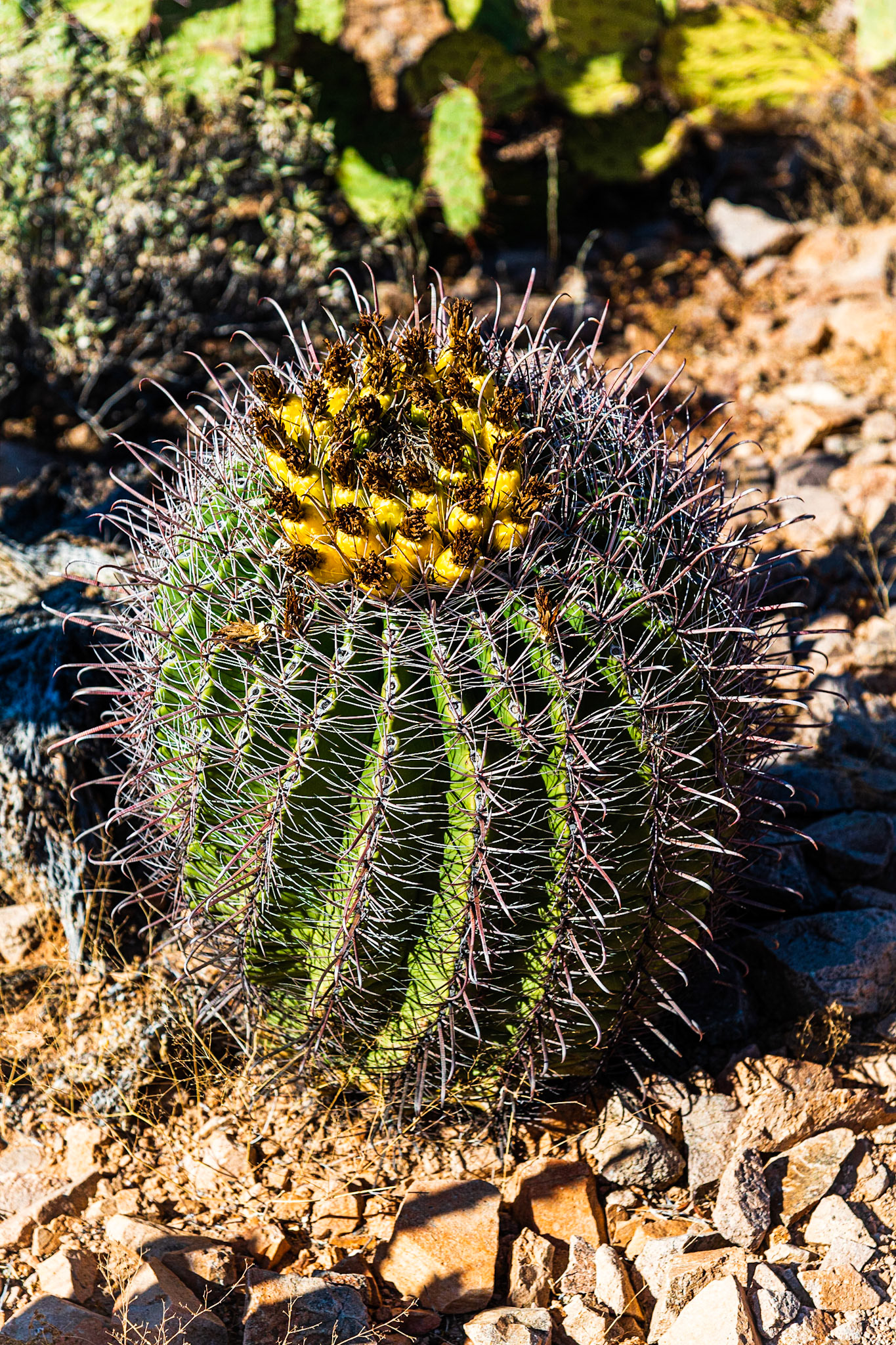 Along Cactus Wren Trail