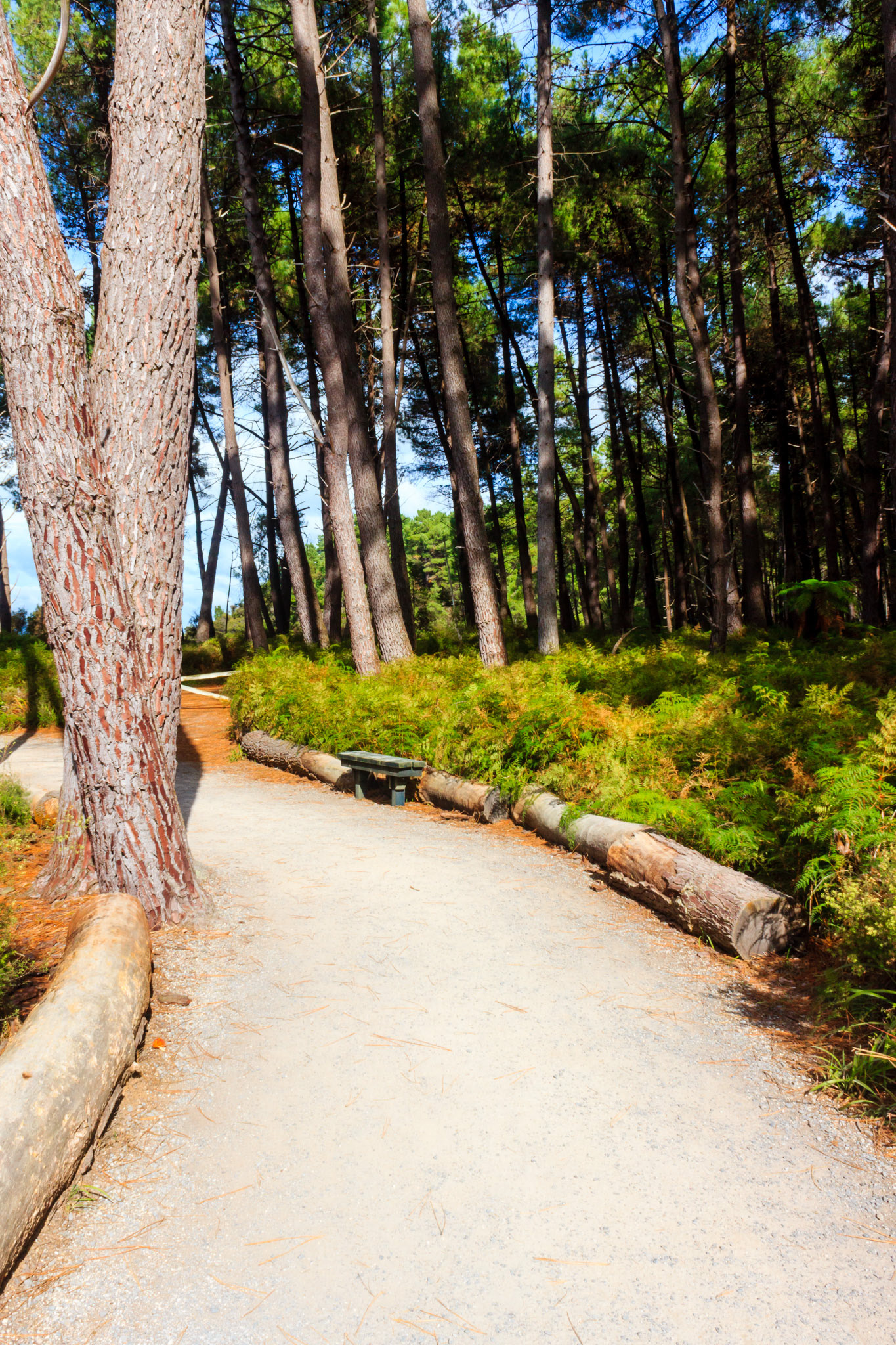 The hike is built through a large geothermal area with tons of different features.