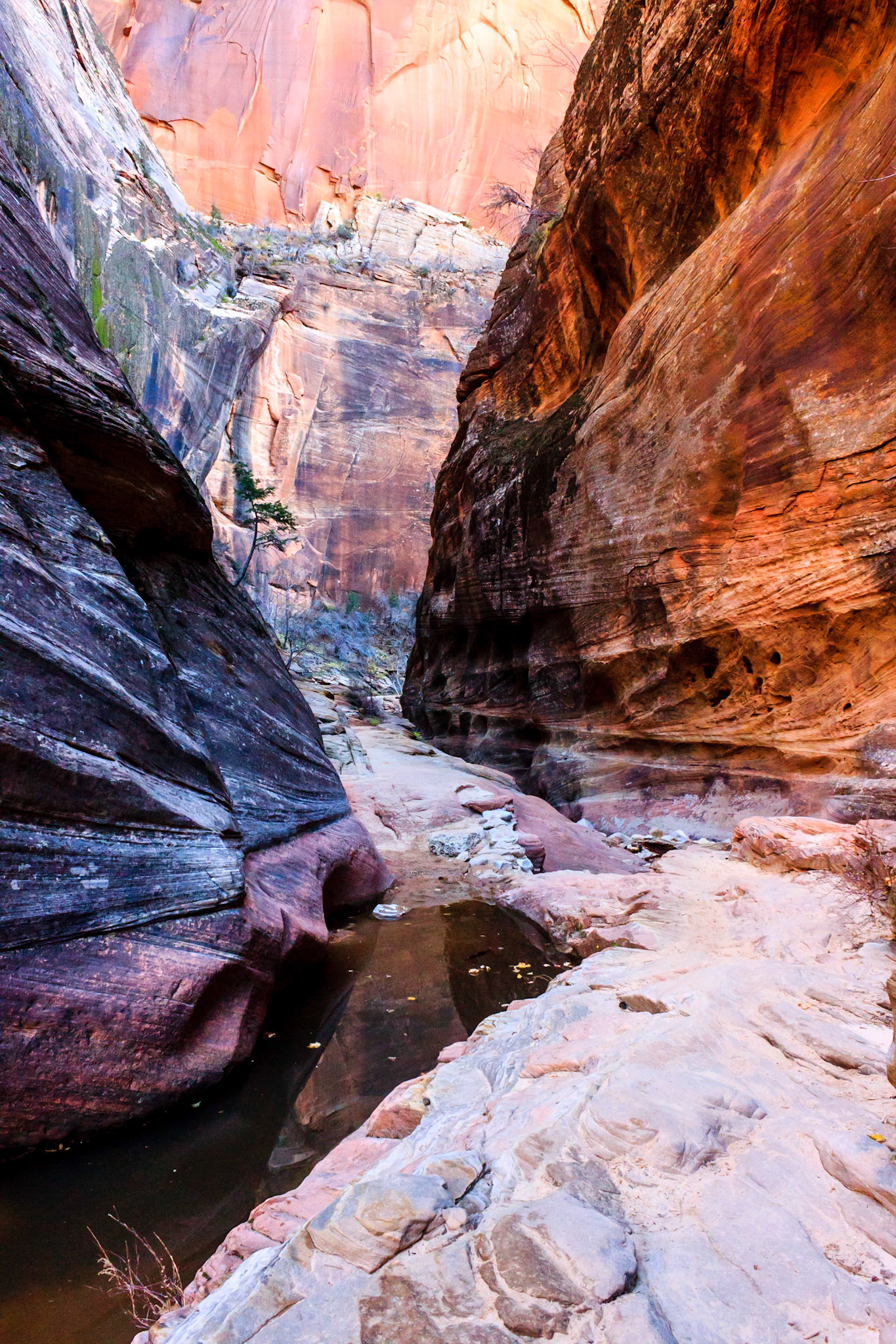 Observation Point Trail