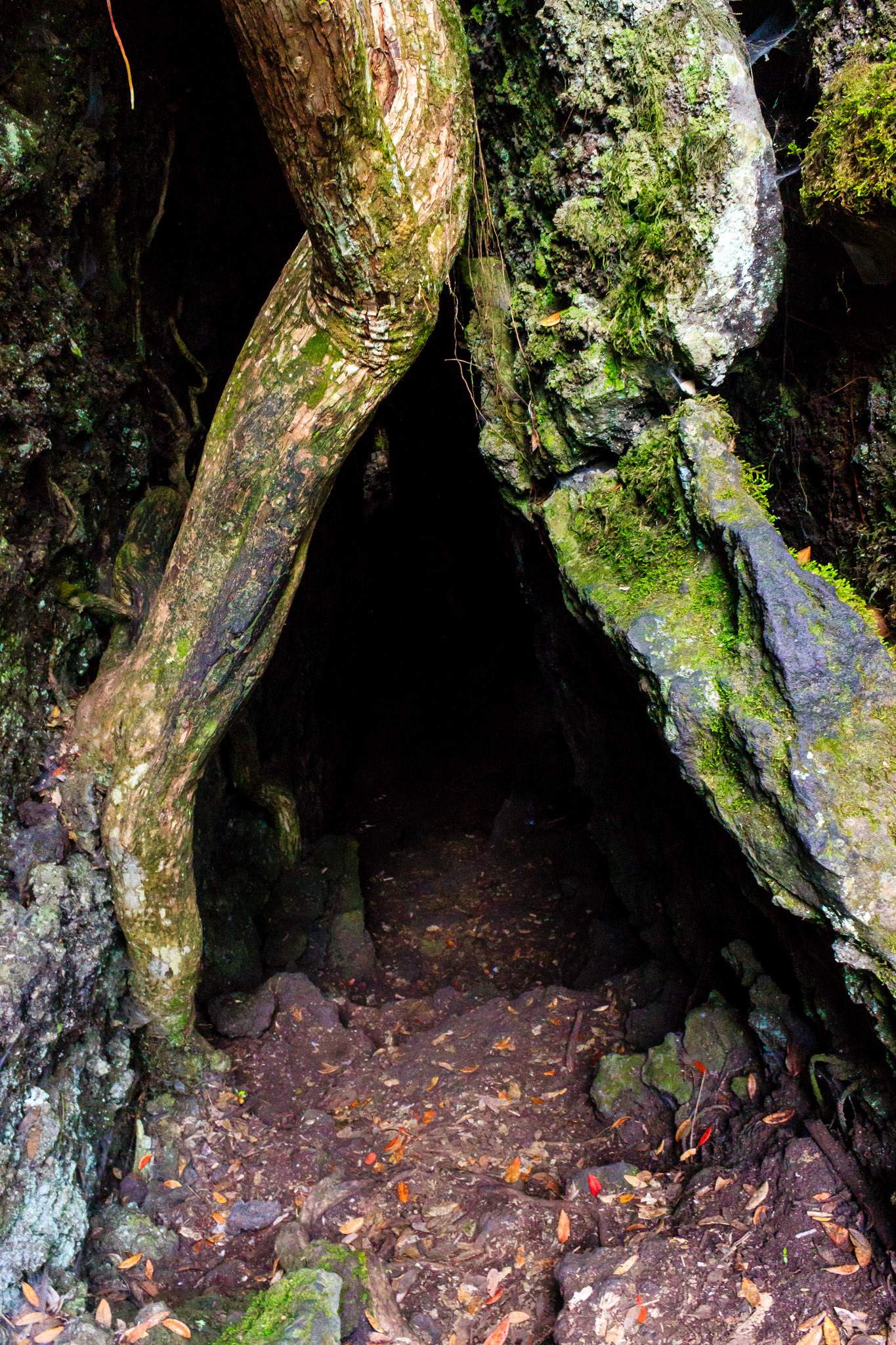 Lava caves on Rangitoto Island.