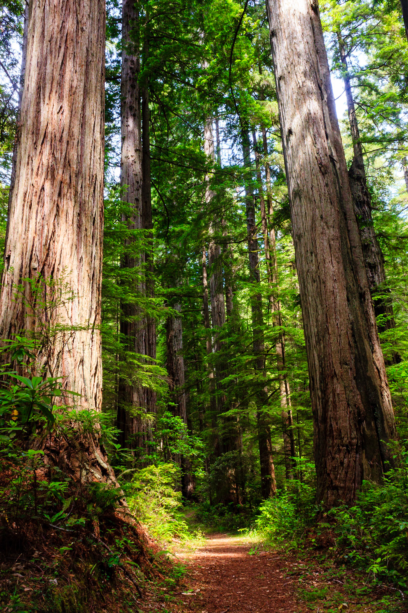 Prarie Creek Redwoods State Park