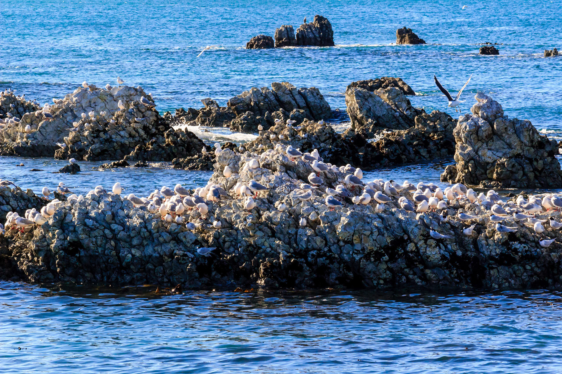 Coastal birds.