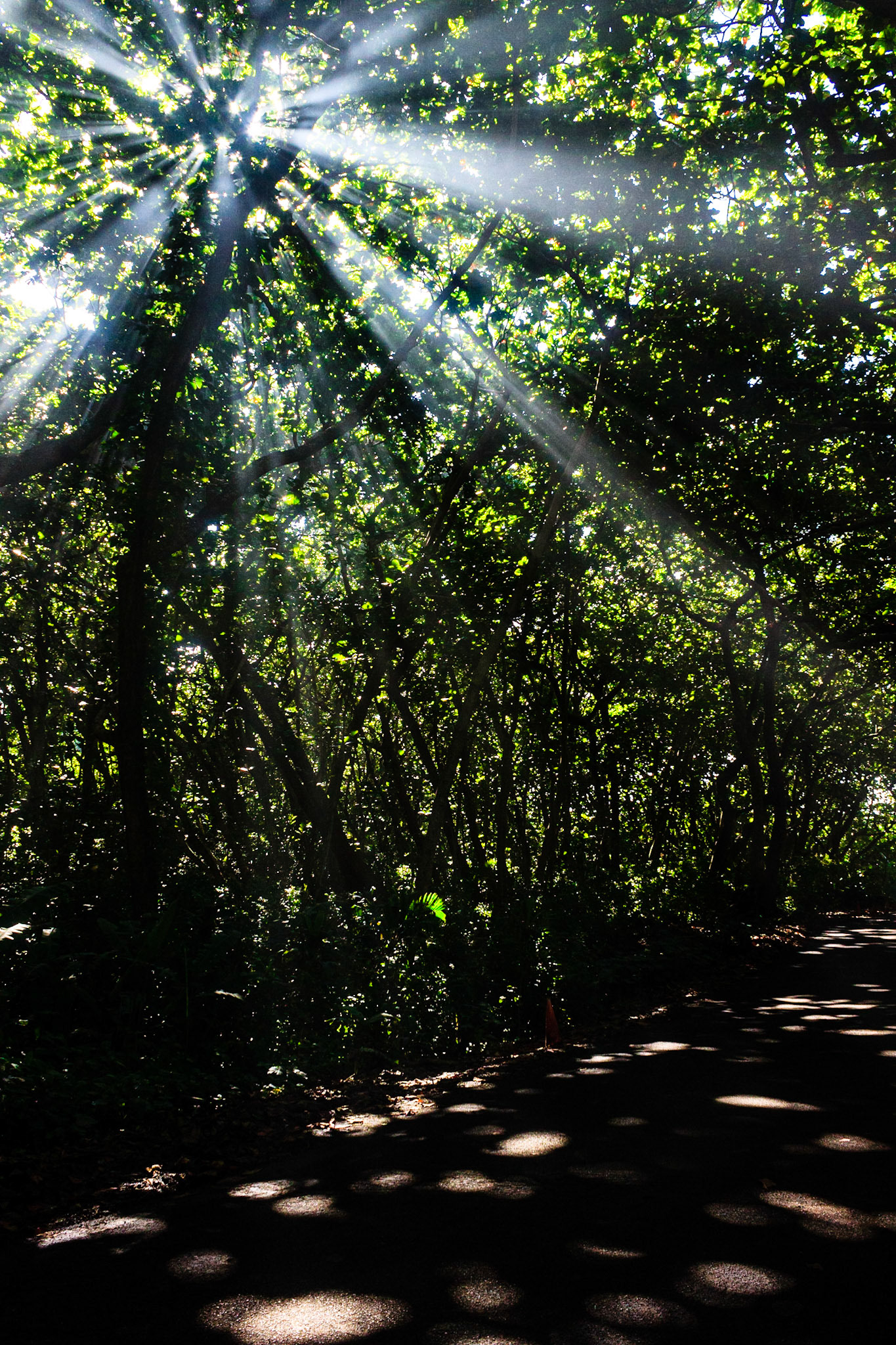 Pipiwai Trail