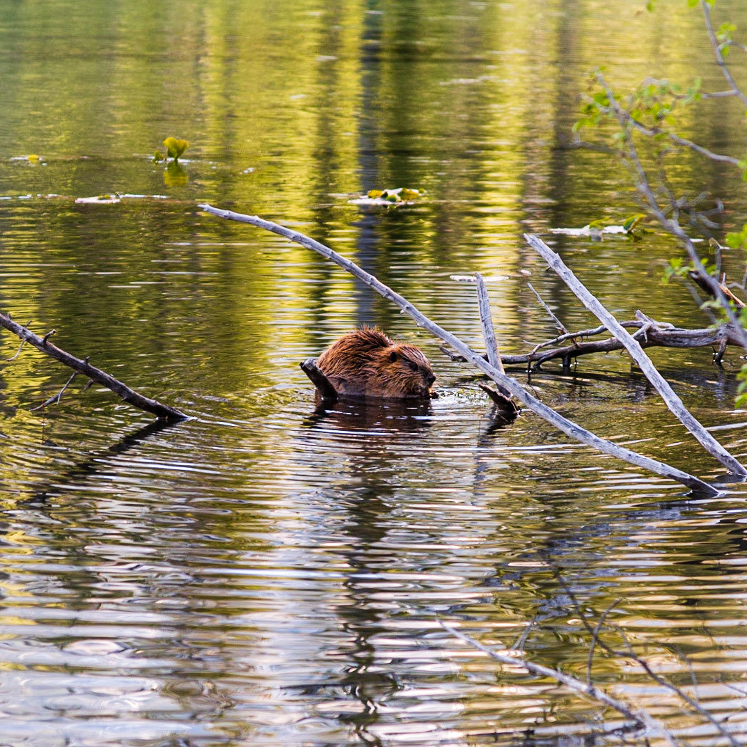 Beaver