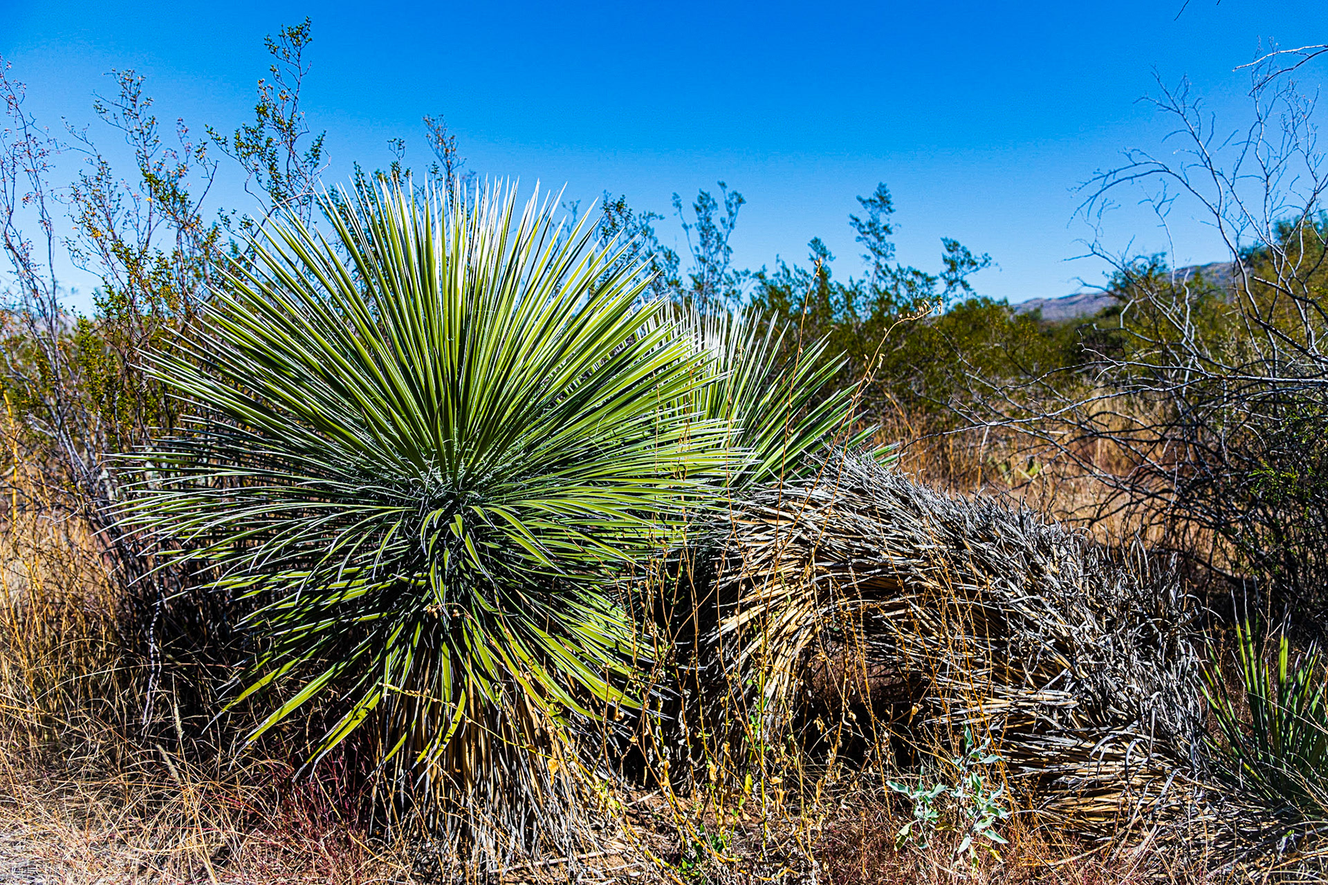 Along Cactus Forest Drive