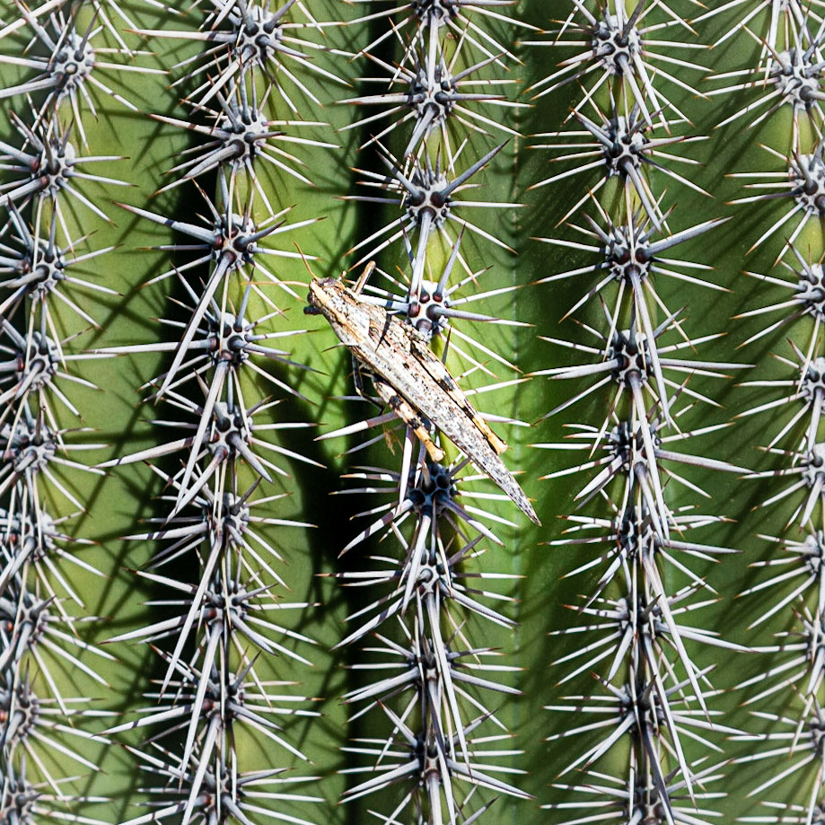 Along Cactus Wren Trail