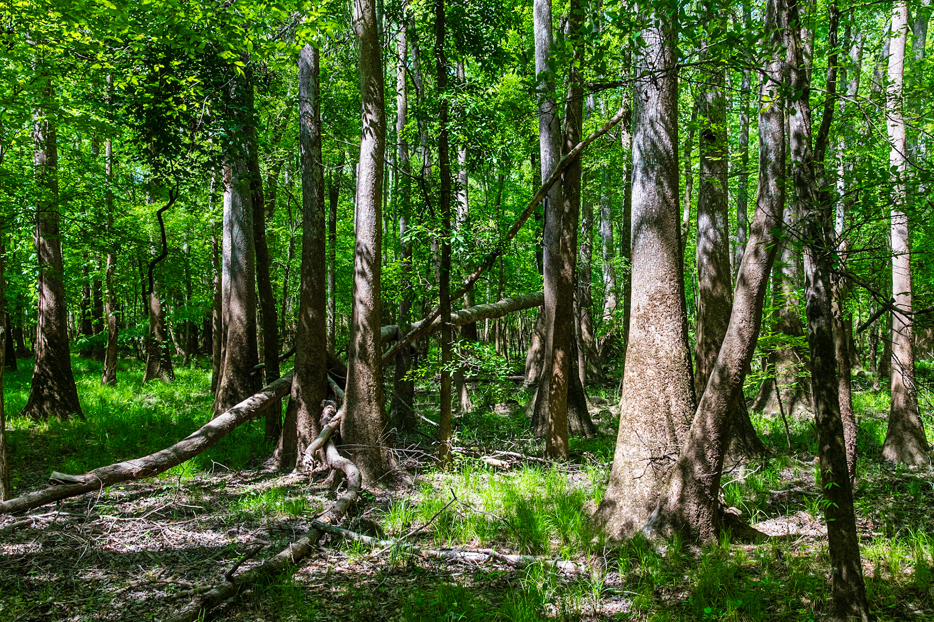 On the lower boardwalk near the visitor center.