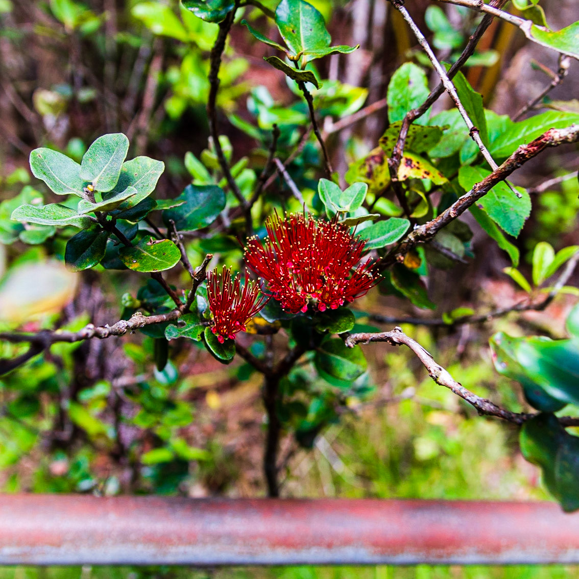 Near Nahuku Lava Tube