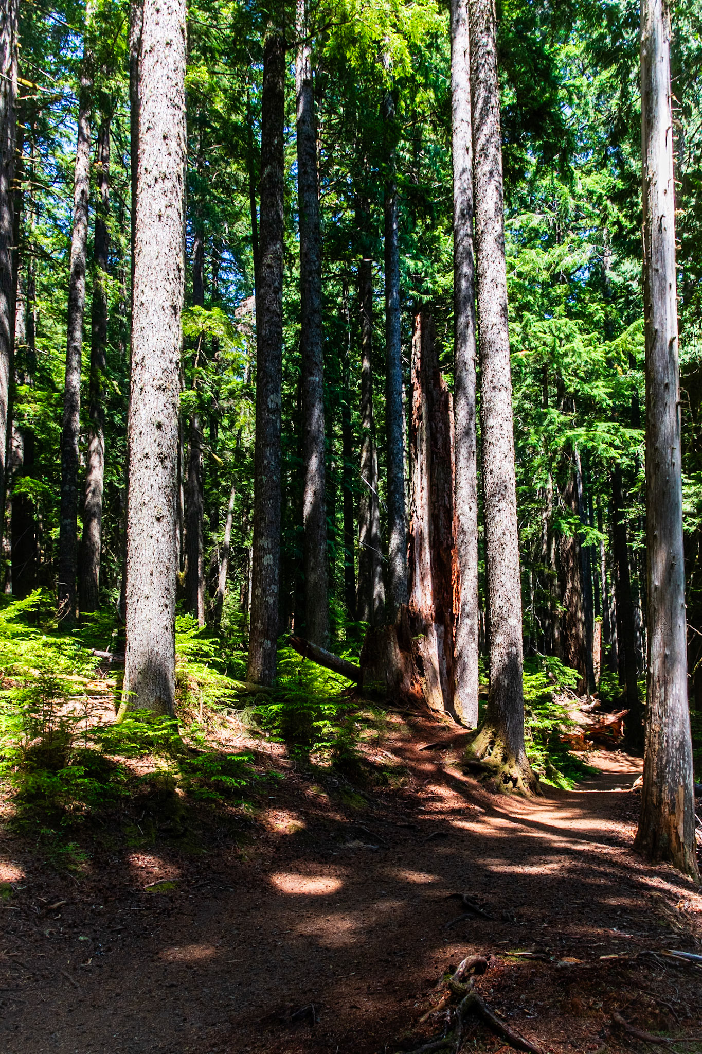 Trail of the Shadows