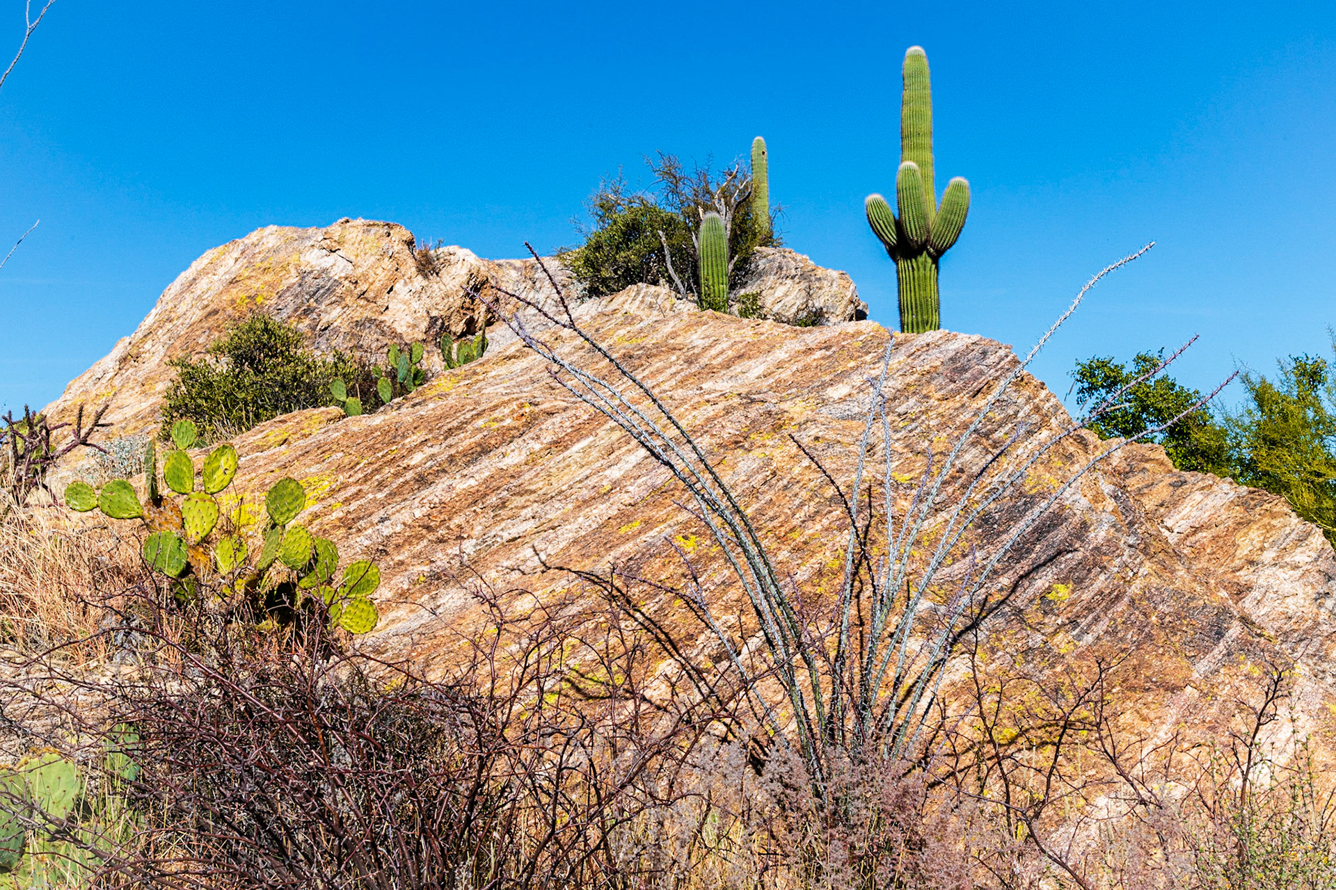 Along Cactus Forest Drive