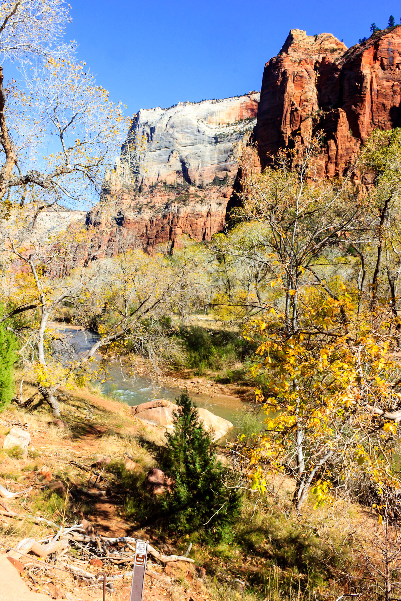Looking across the Virgin River towards The Great White Throne (center).