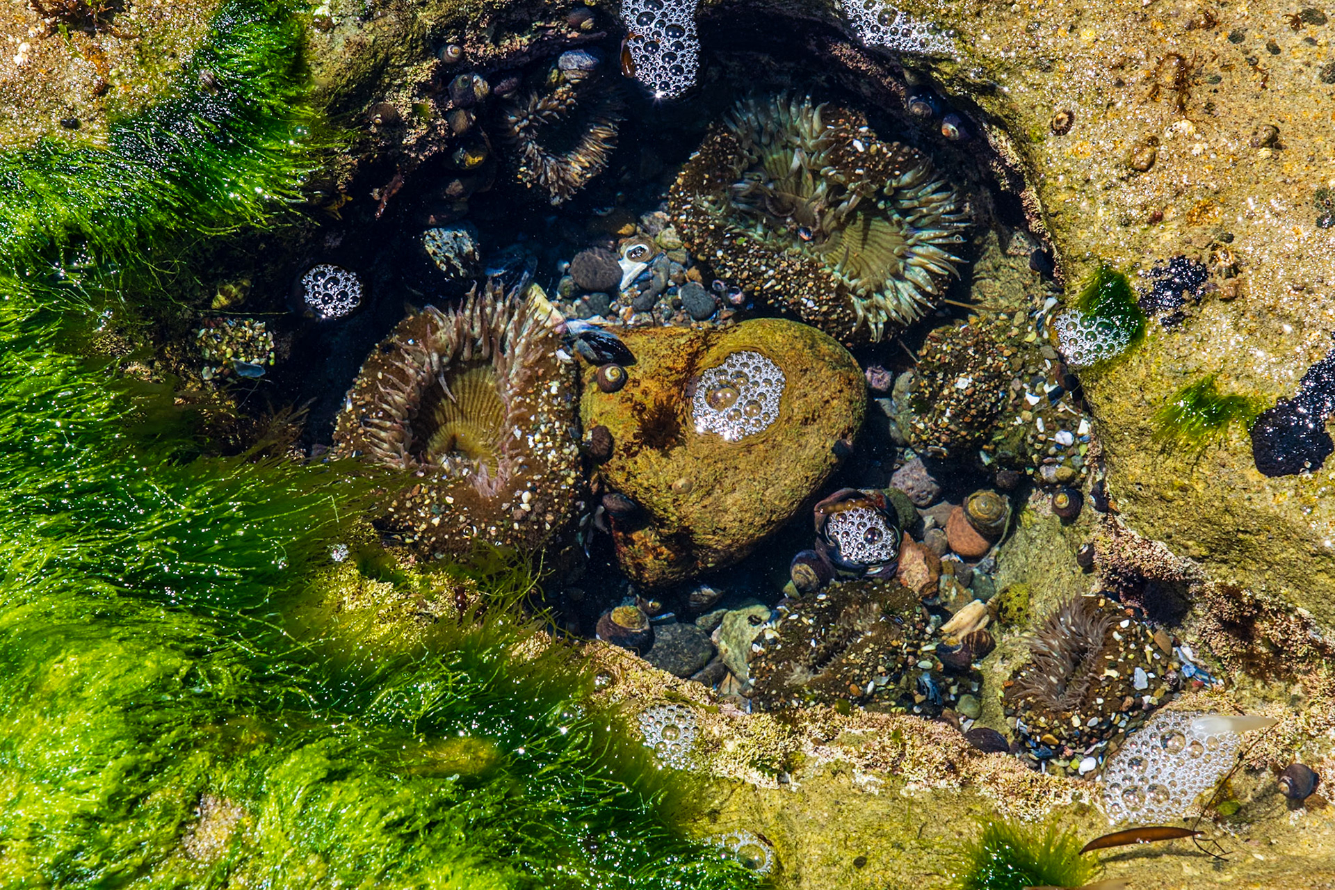 Anemone in Tidepool