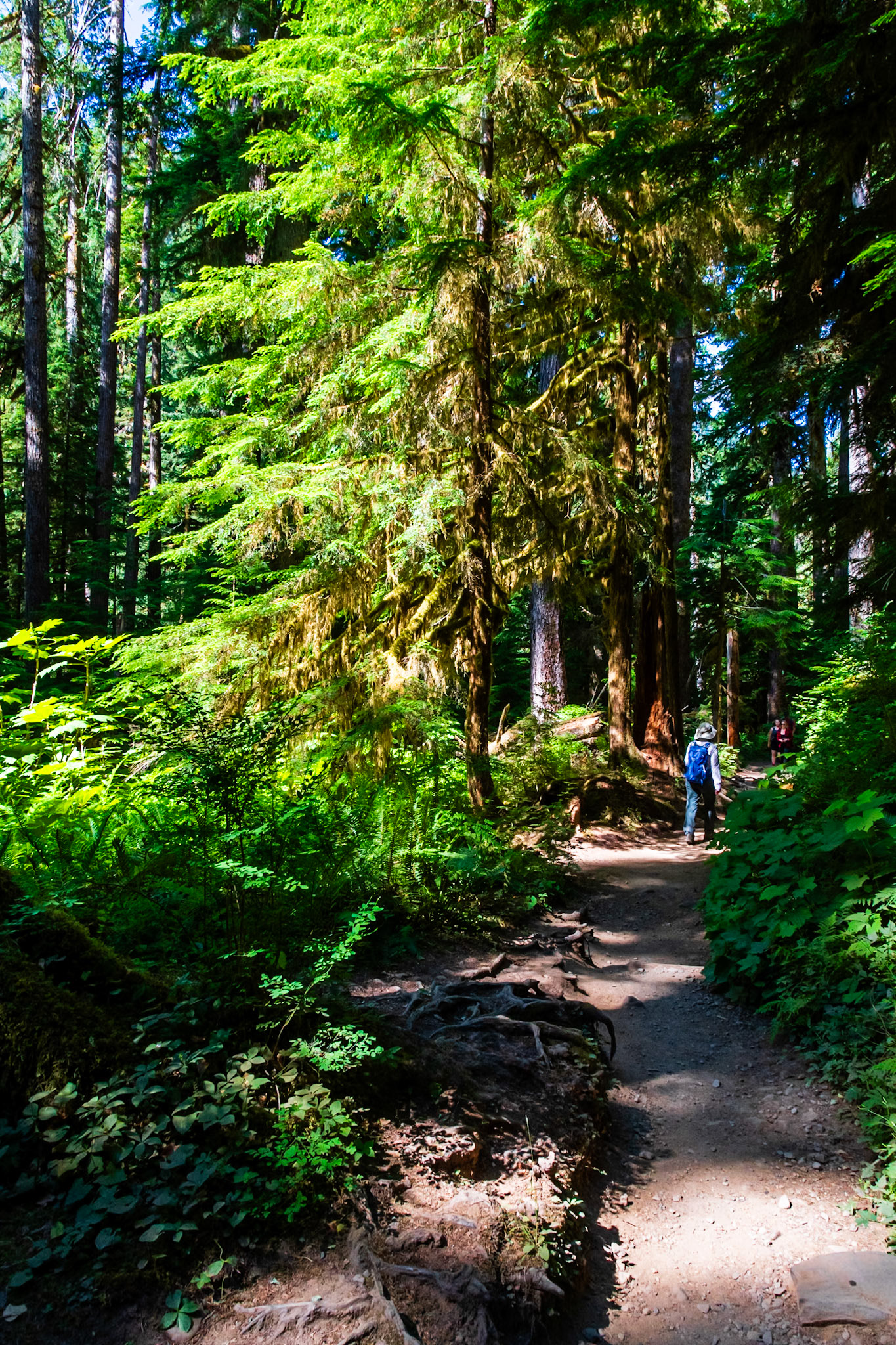 Near Sol Duc Falls
