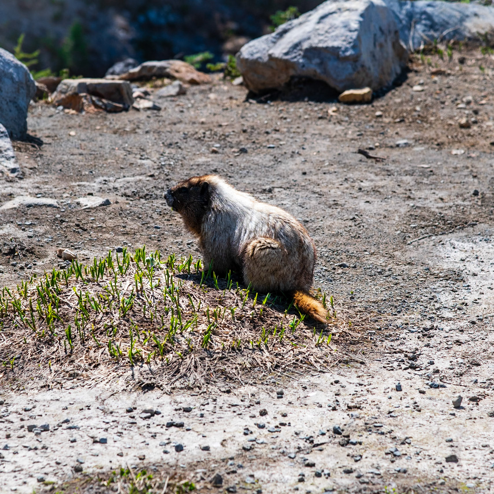 Wildlife on Skyline Trail