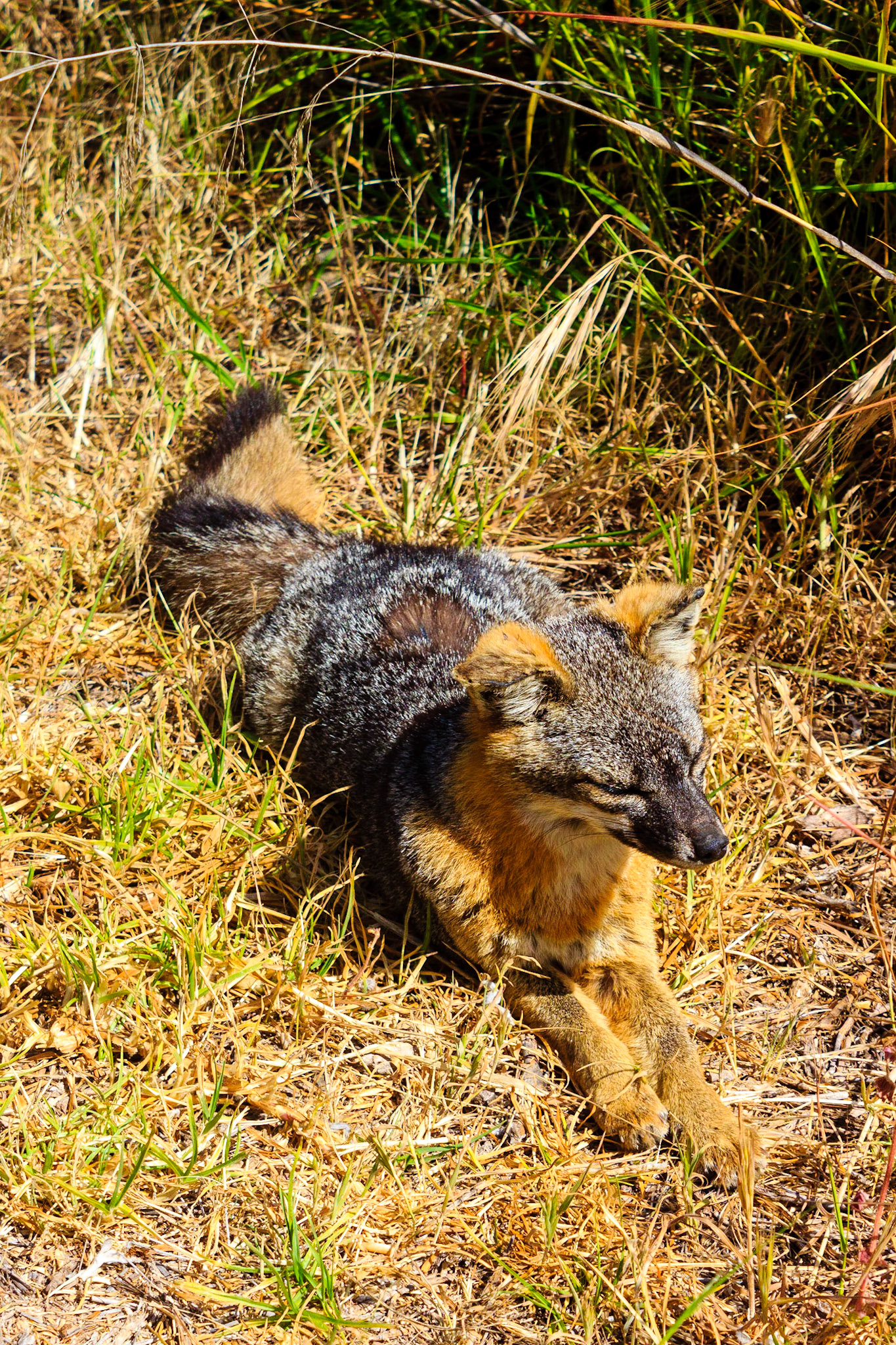Island Fox, recently removed from the Endangered Species List.